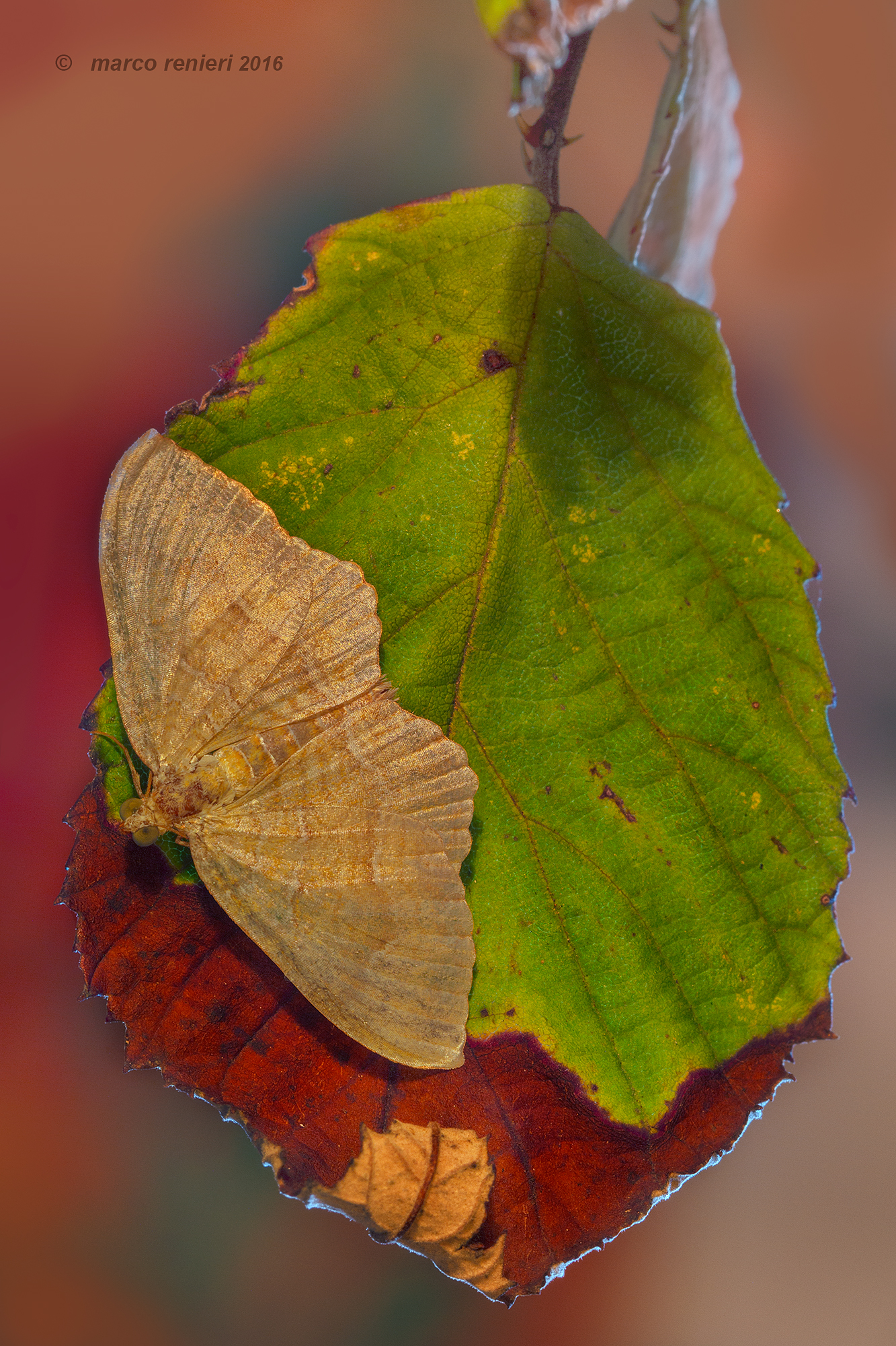 bramble leaf...