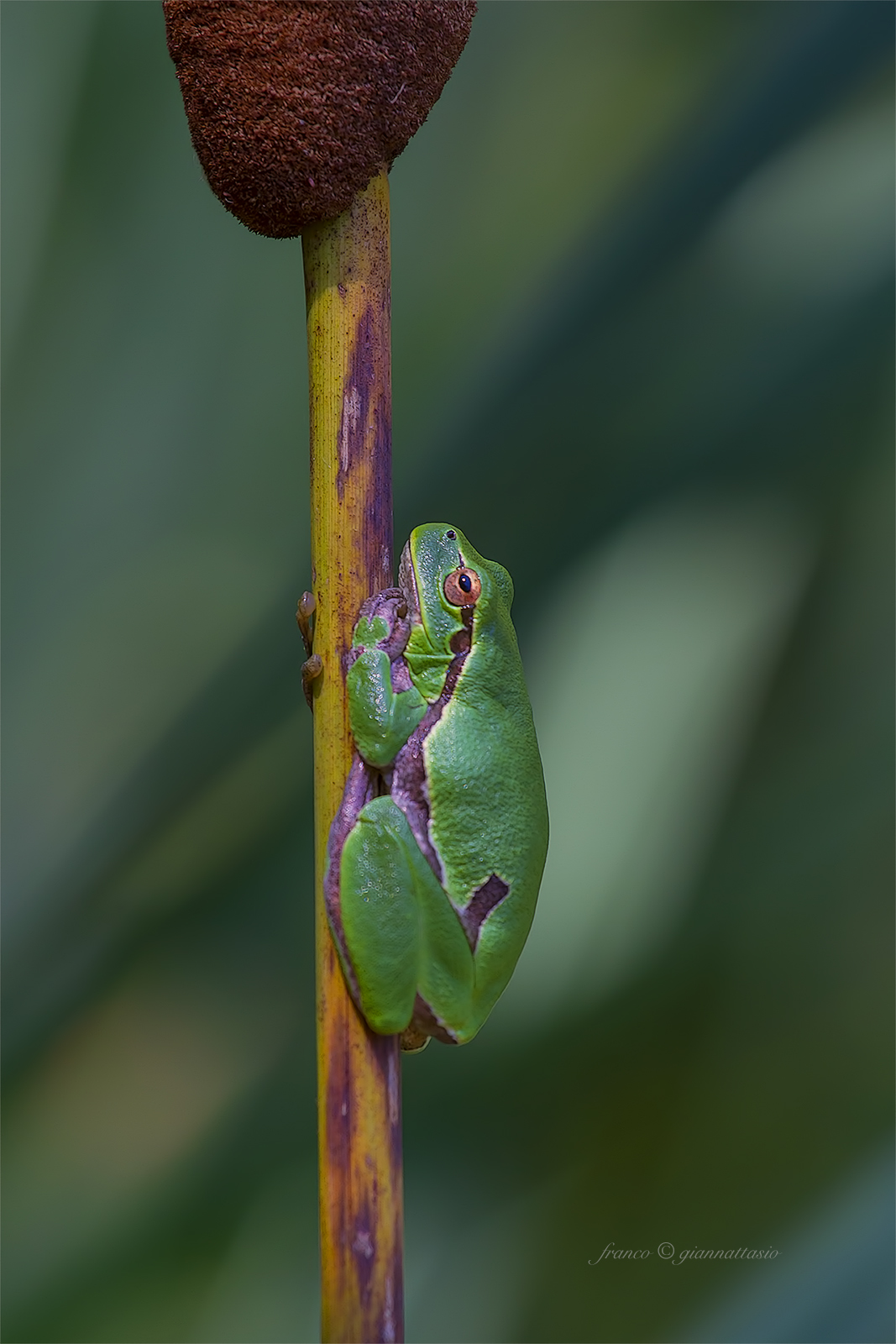 Tree Frog....