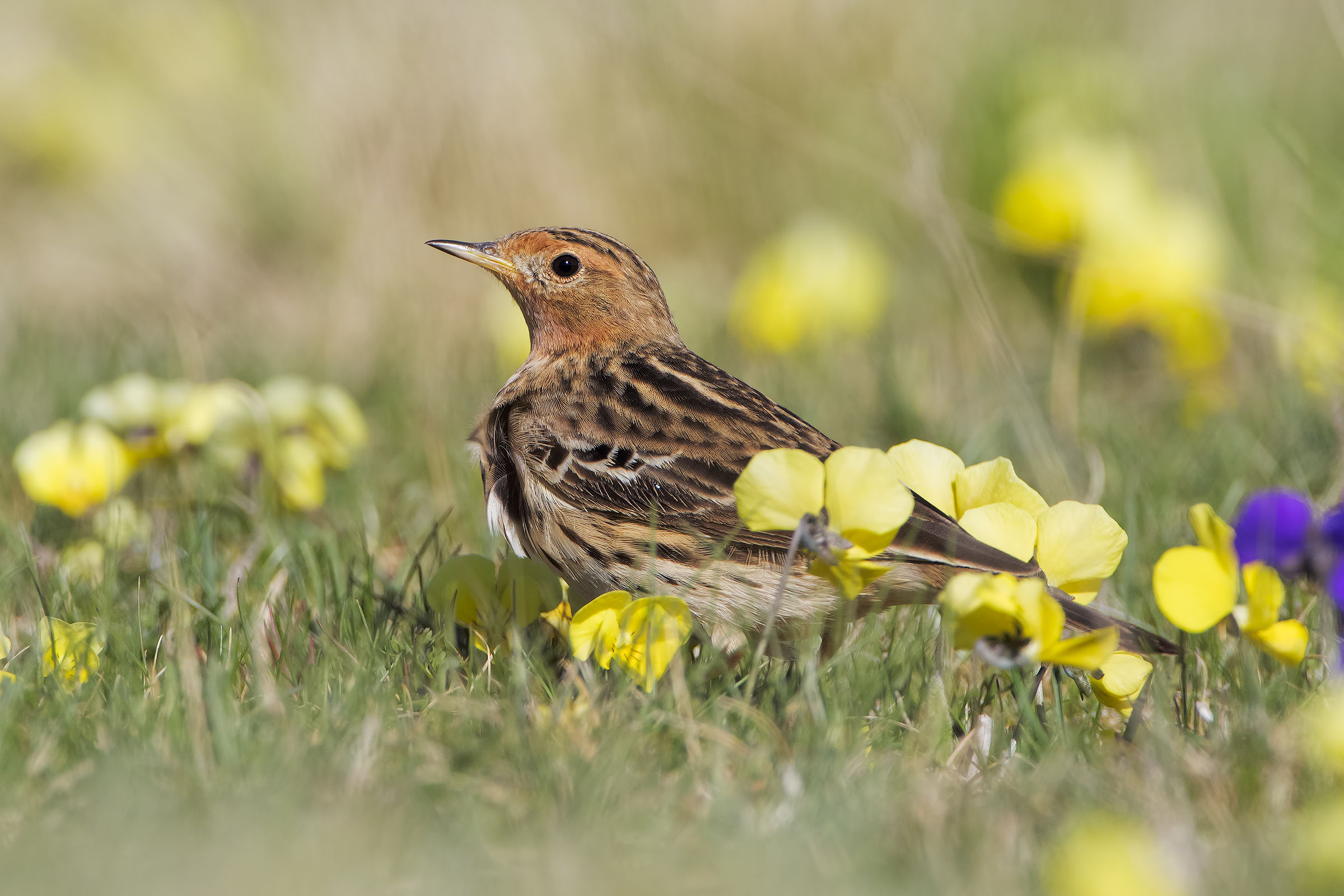 Red-throated Pipit between flowers...