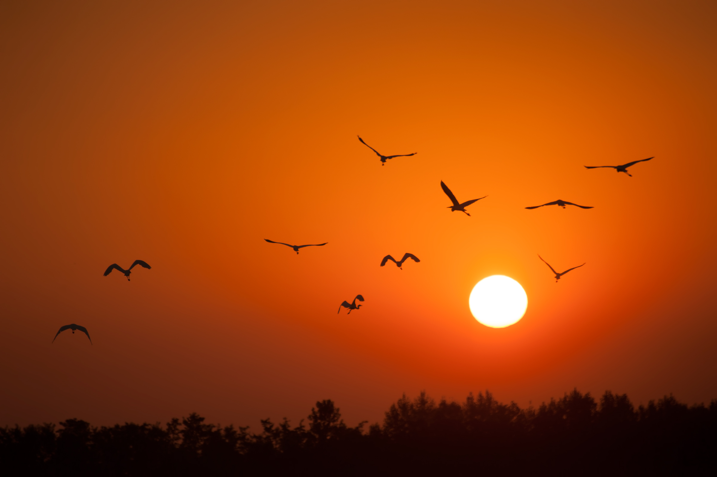 Flight dawn herons...