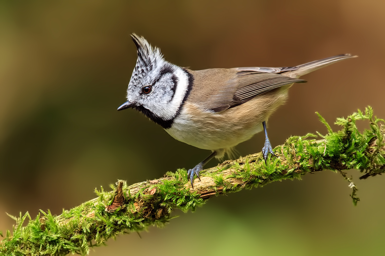 Crested Tit...