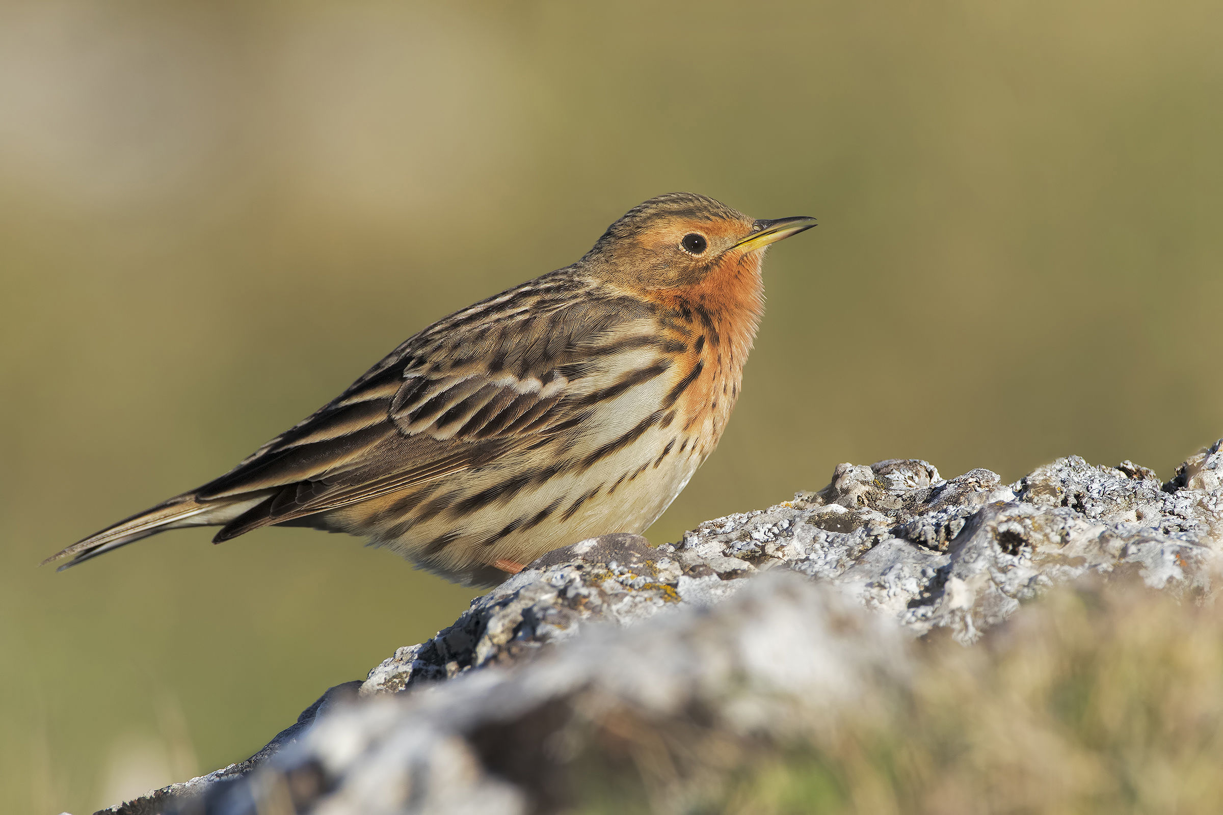 Red-throated Pipit in hand...