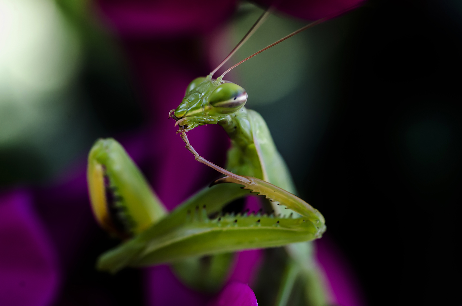 Mantis close-up...