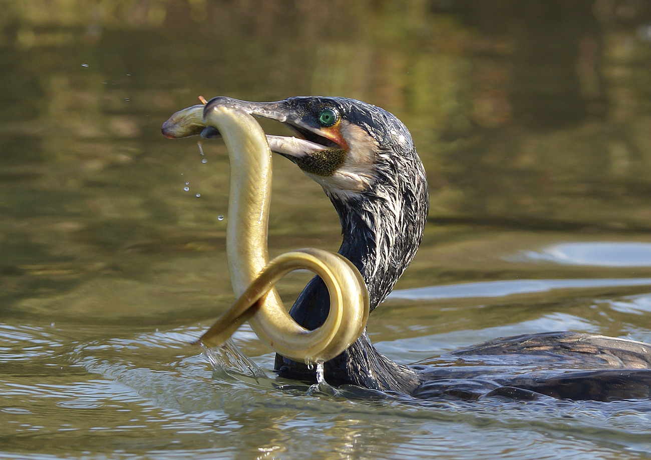 Cormorant with eel (Lagoon of.)...
