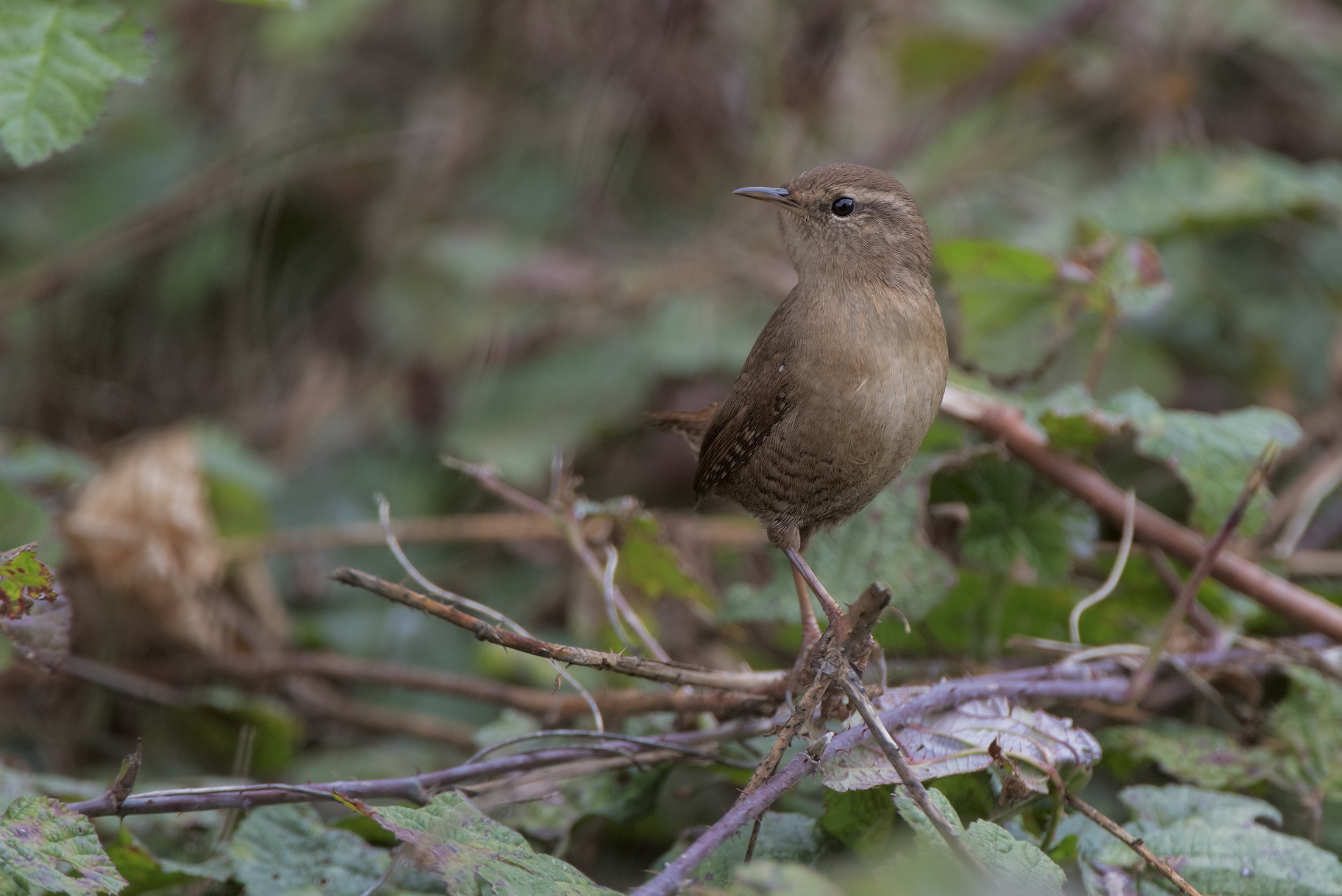 Wren...