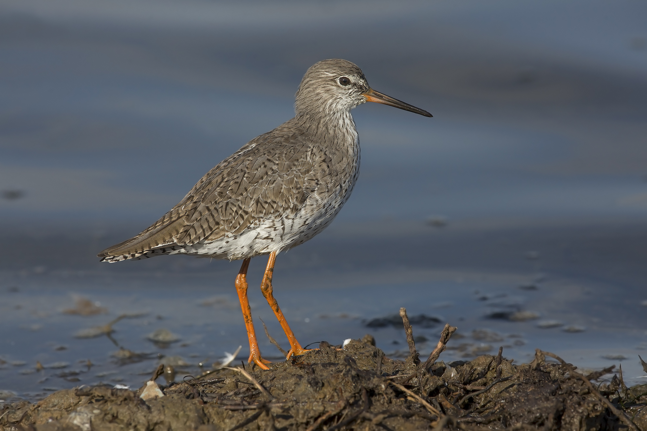 redshank (tringa totanus)...