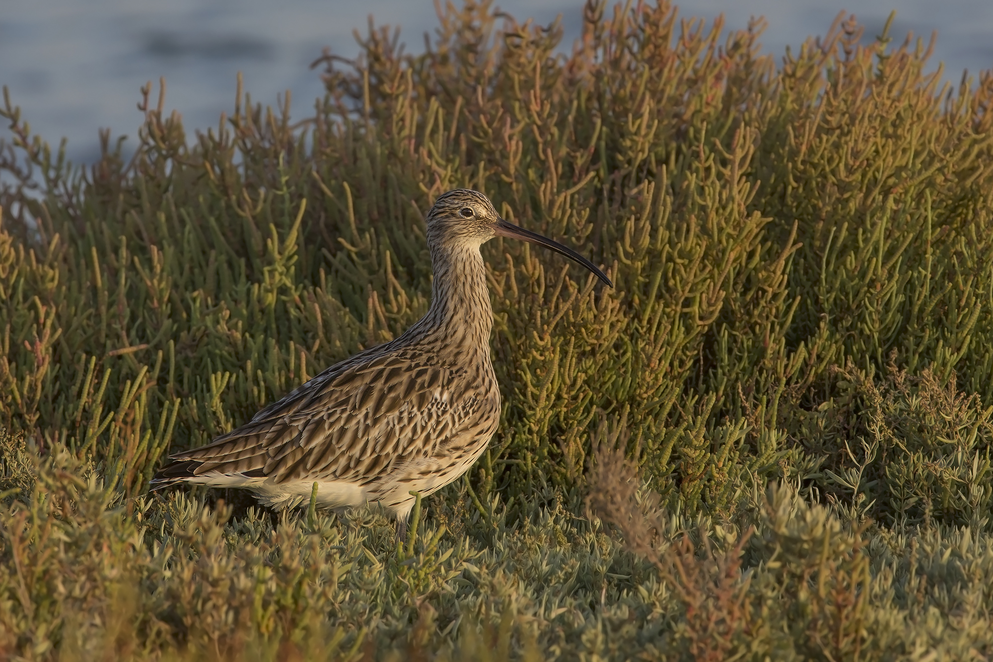 Curlew (Numenius arched) at sunset...