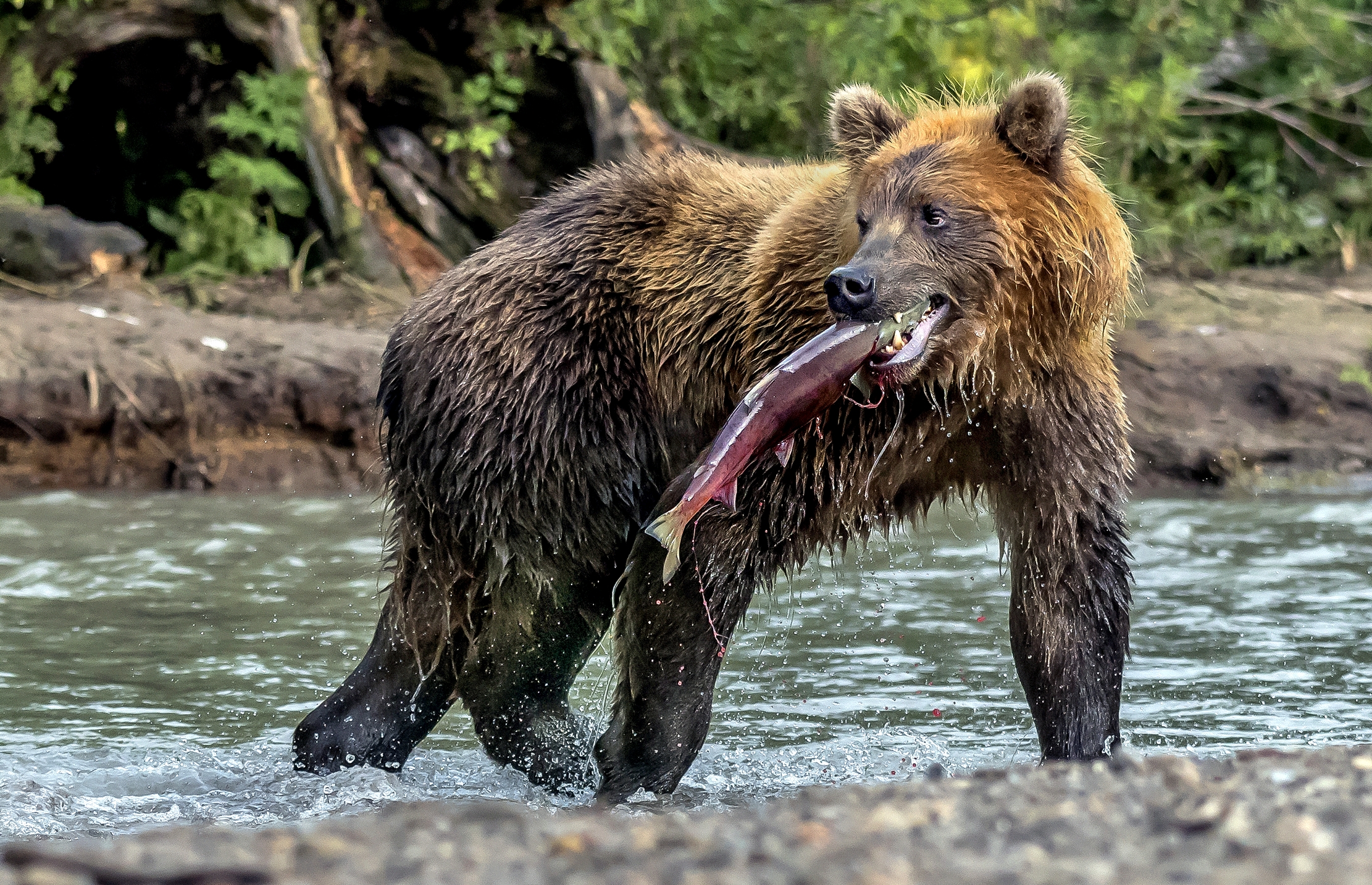 Kamchatka 2016 - Caught!...