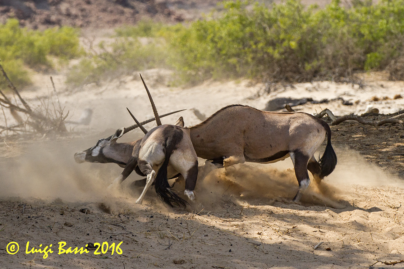 Oryx in a duel...