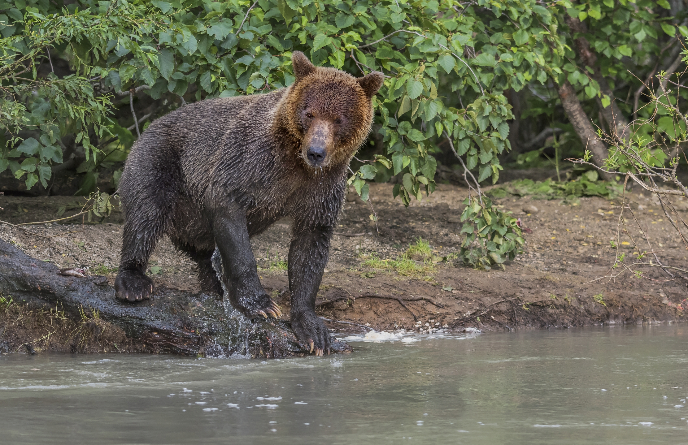 Kamchatka 2016 - The lookout...