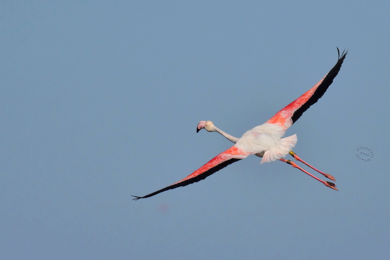 pink flamingo (Phoenicopterus roseus)...