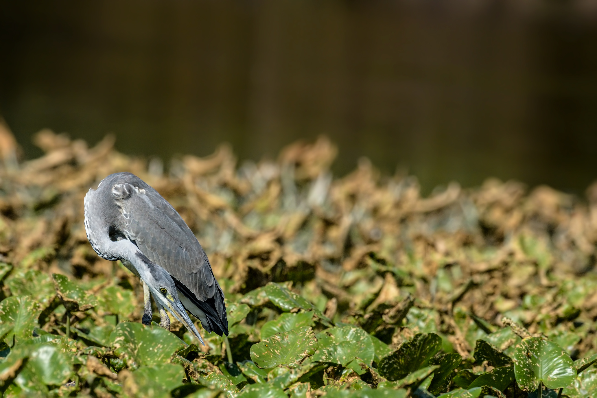 airoe heron waiting...