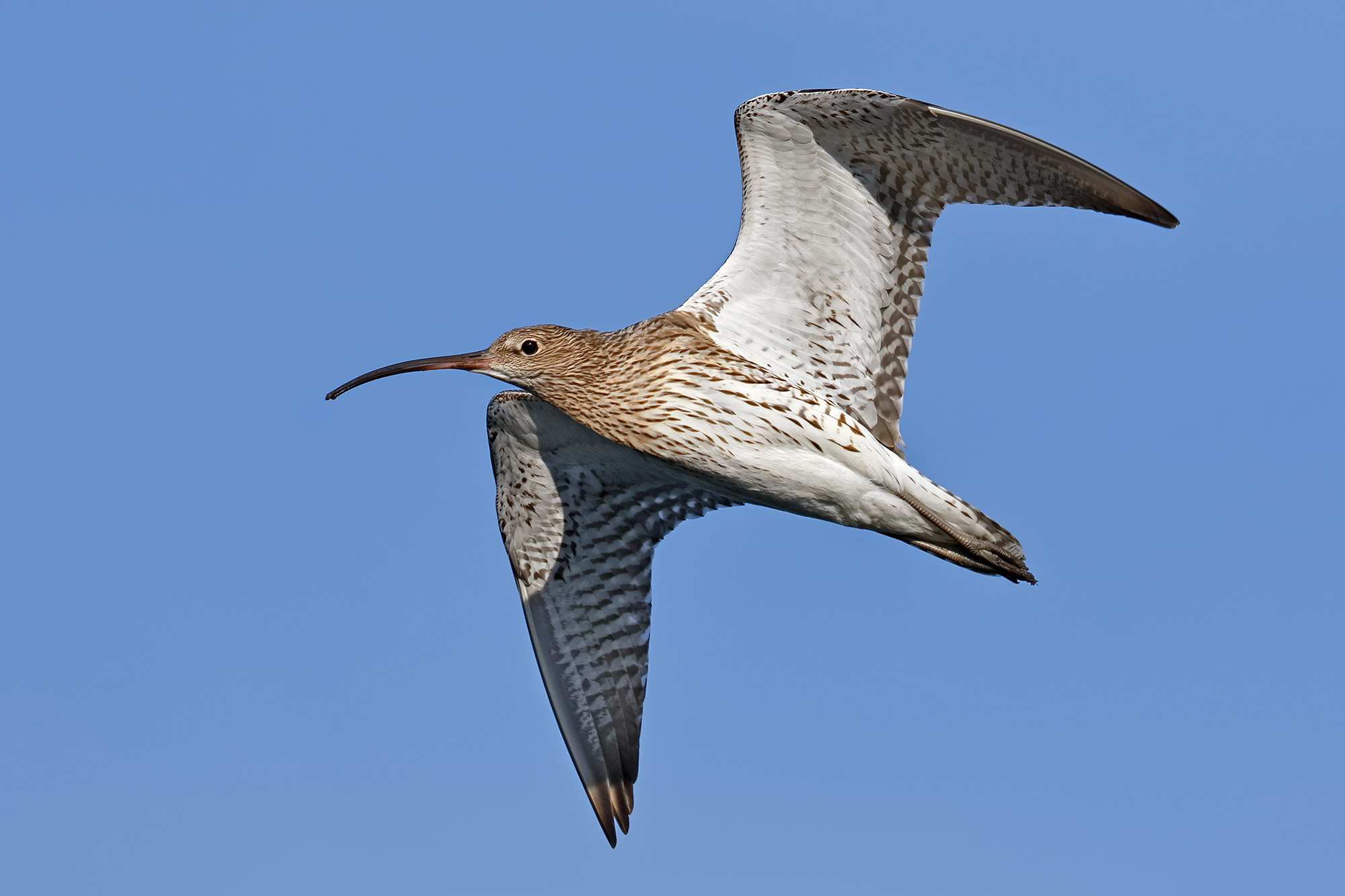 Curlew...