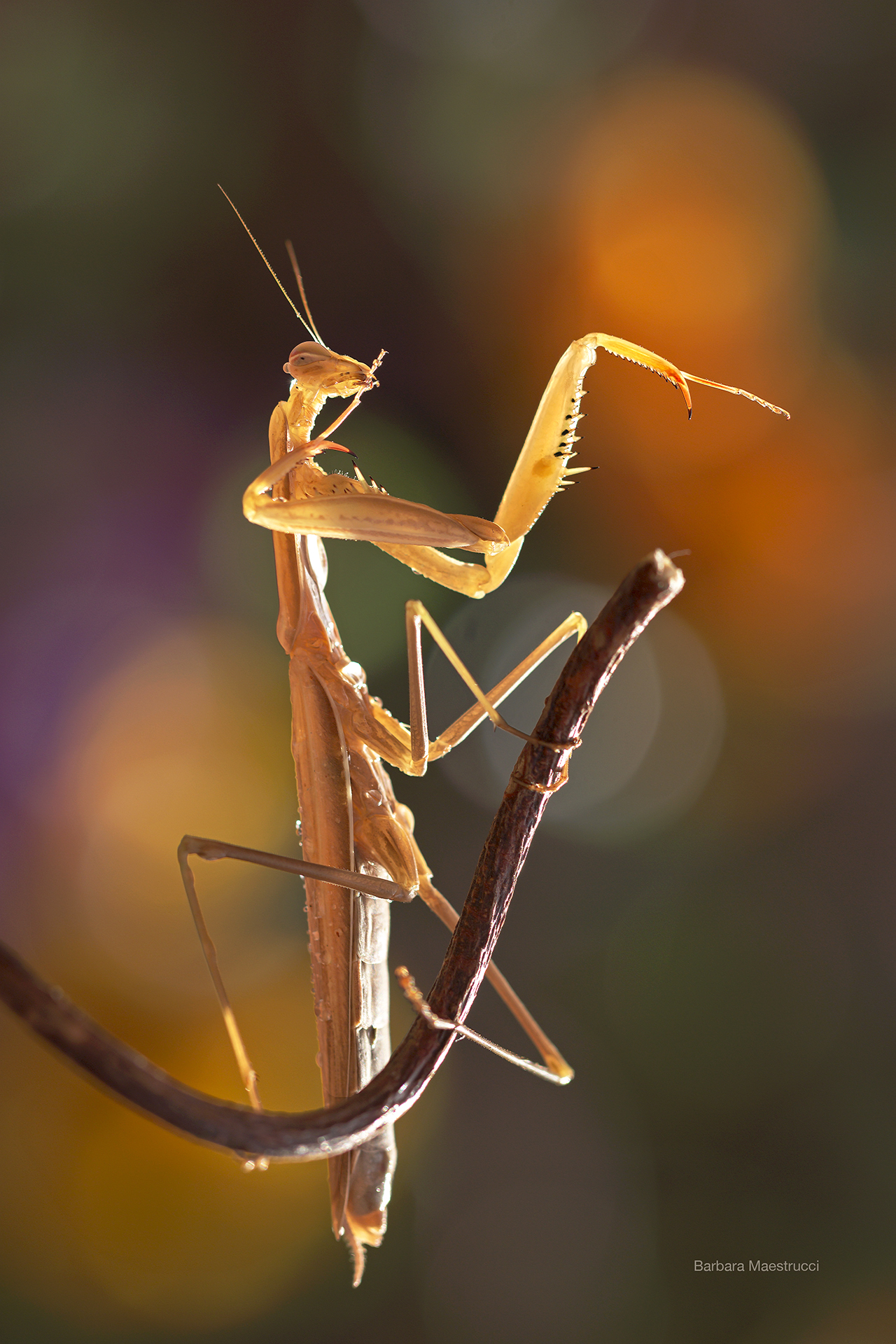 The dance of the Mantis...