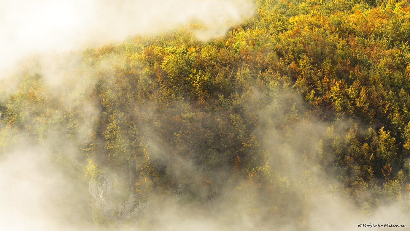 Autumn colors...