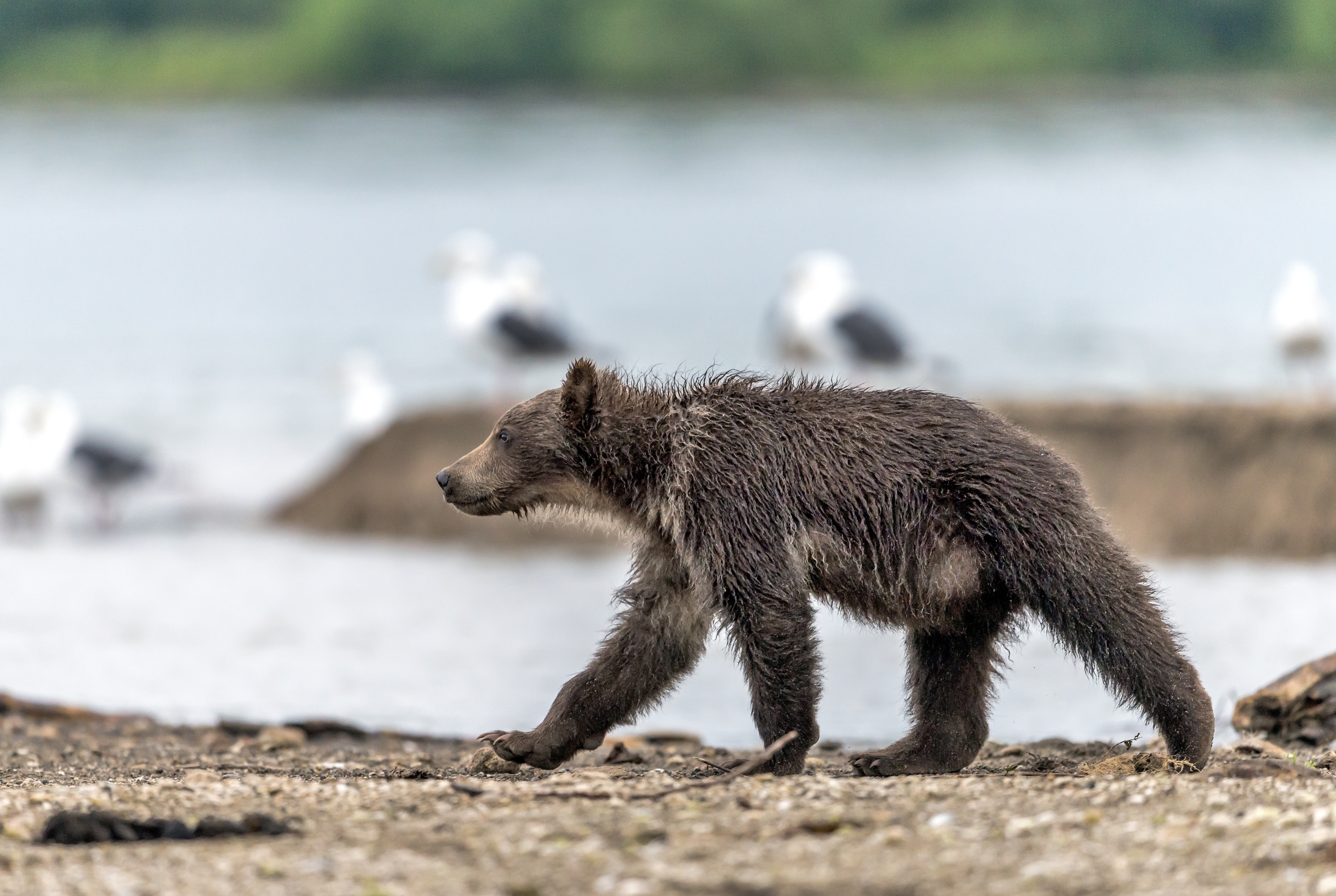 Kamchatka 2016 - Cub...