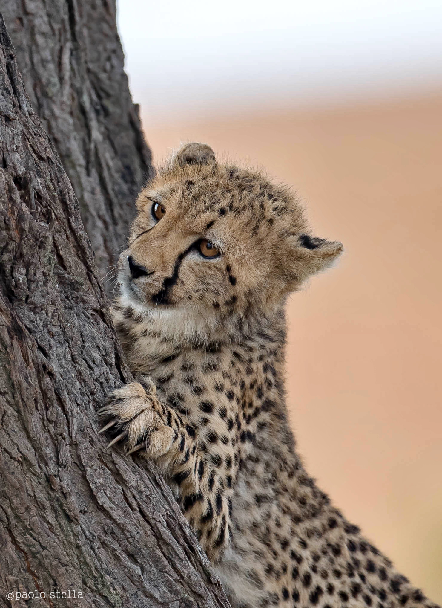 piccolo ghepardo sul tronco...