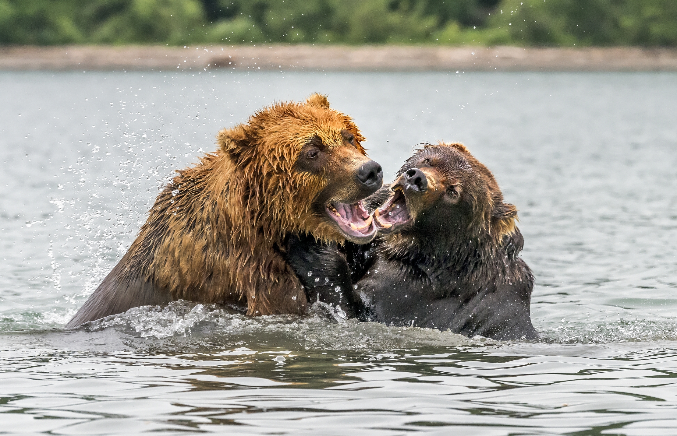 Kamchatka 2016 - Games...