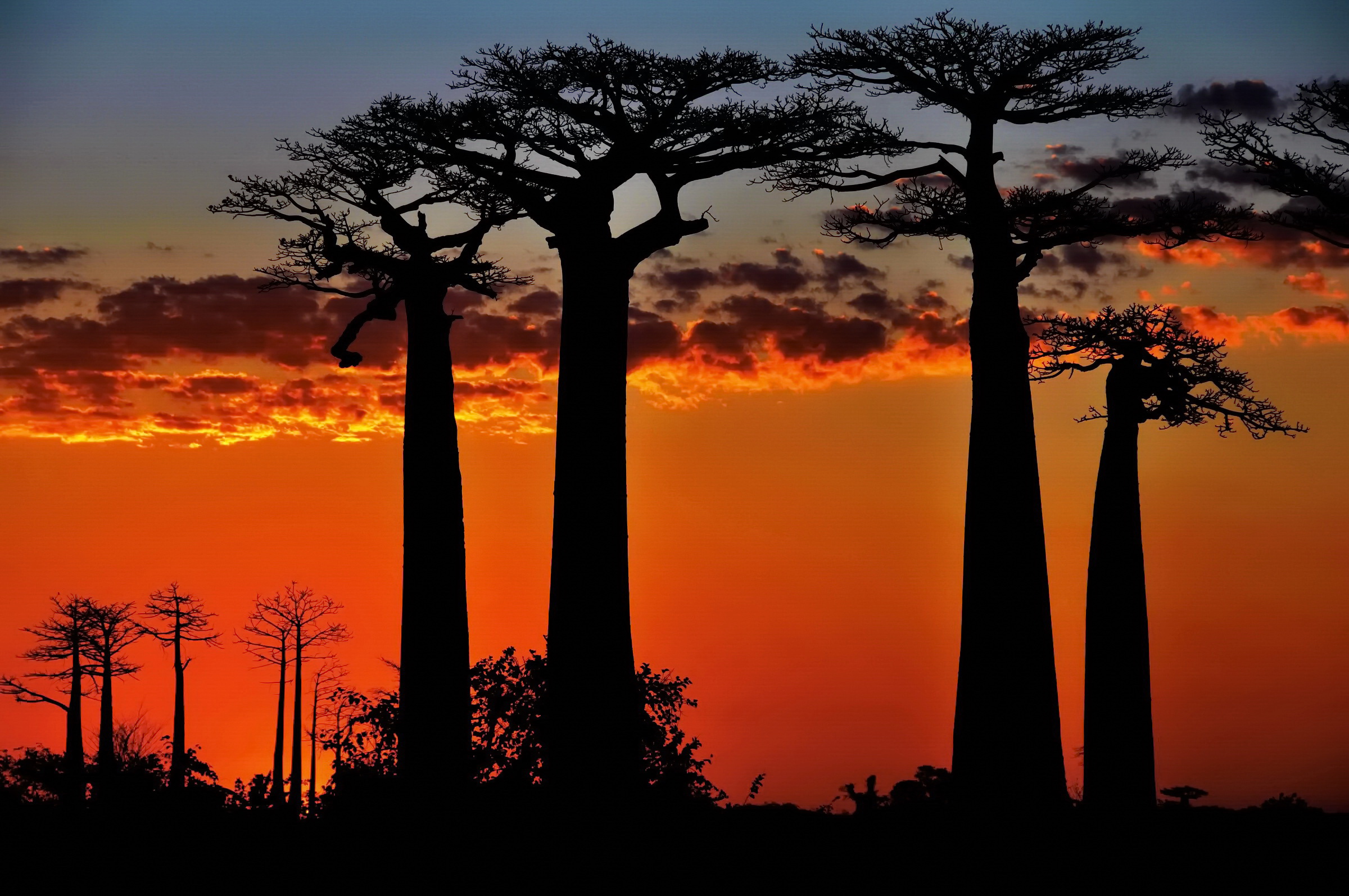 Last lights of the baobab...