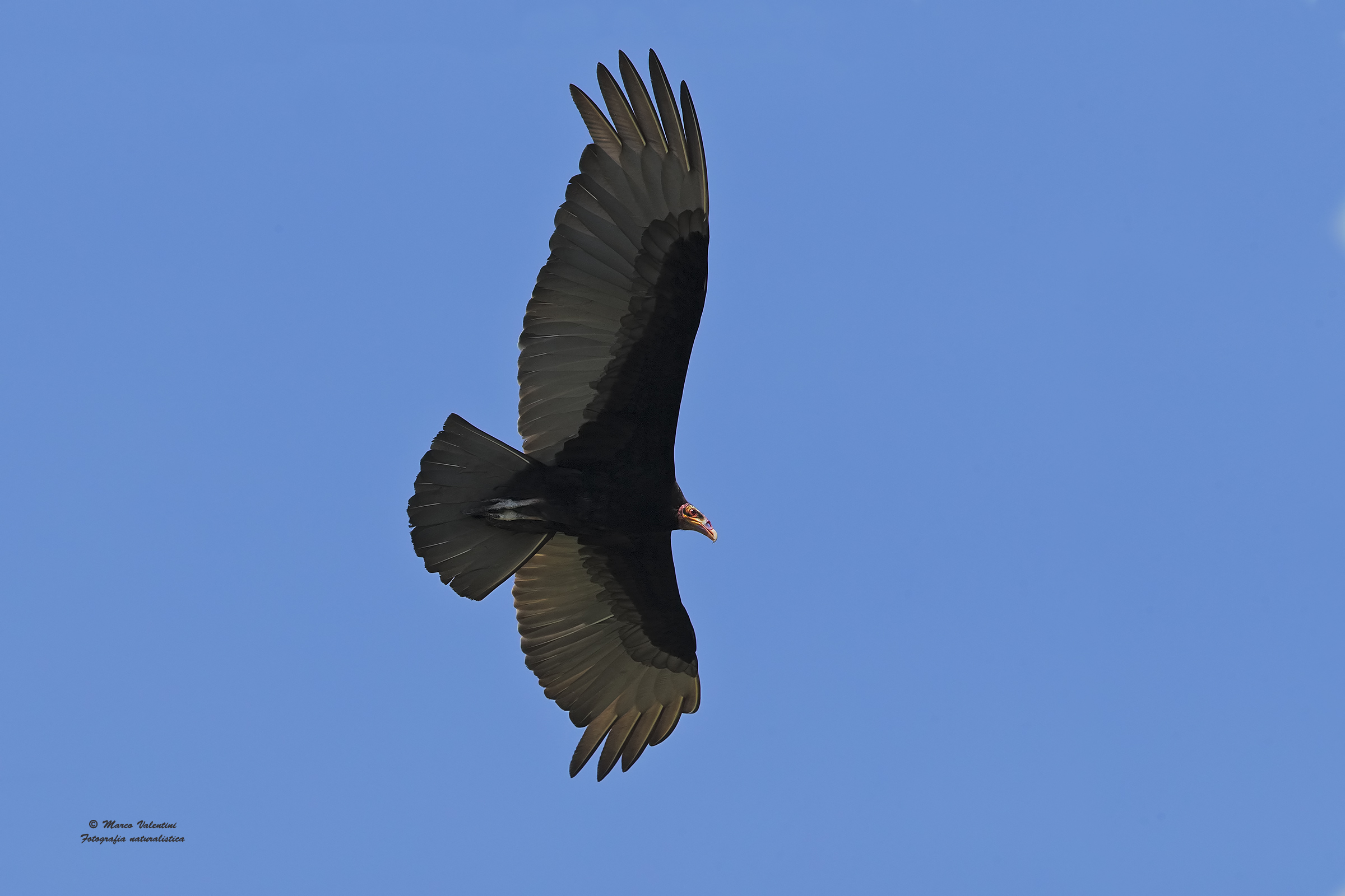Yellow-headed Vulture...