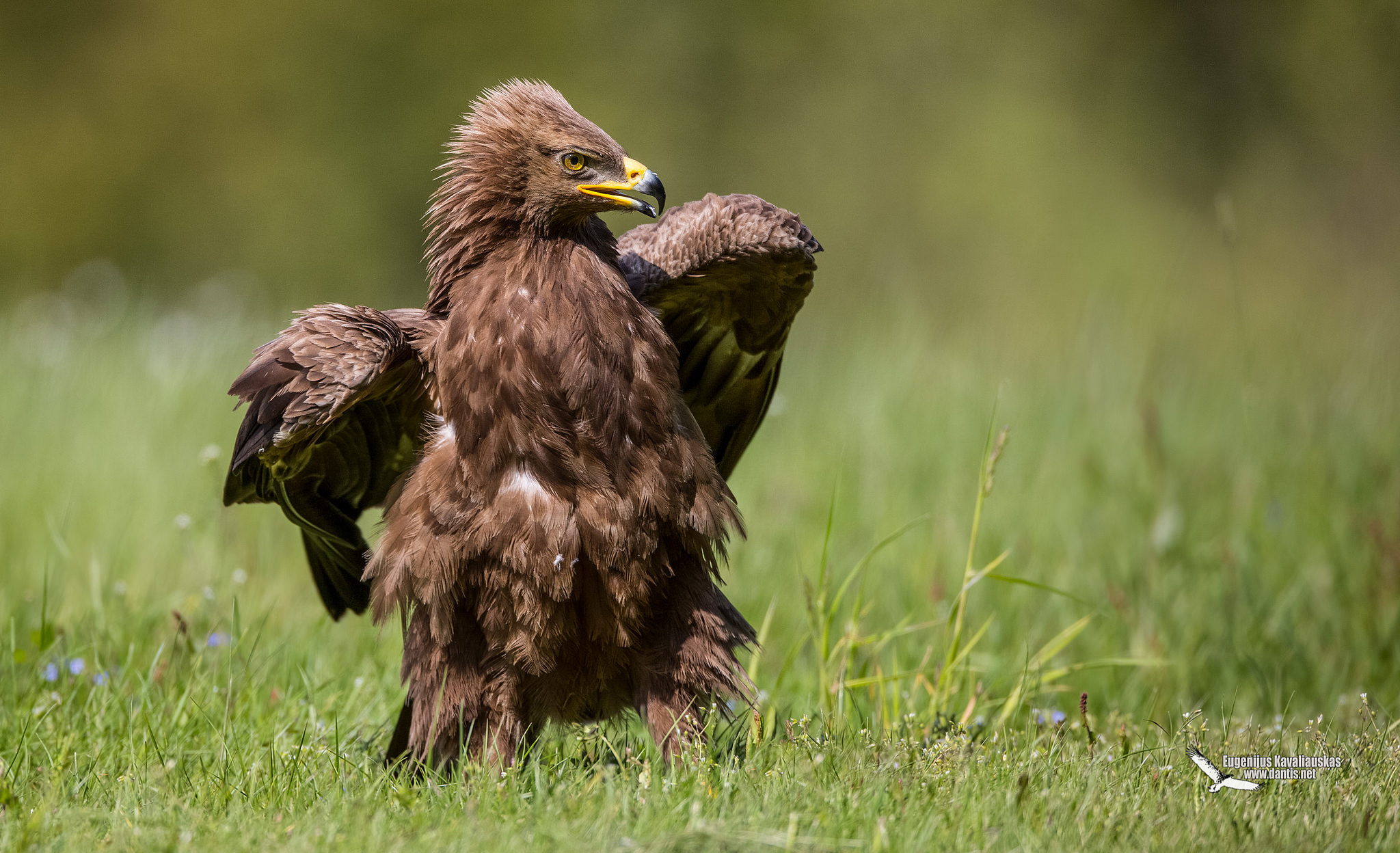 Lesser Spotted Eagle (Aquila pomarina)...