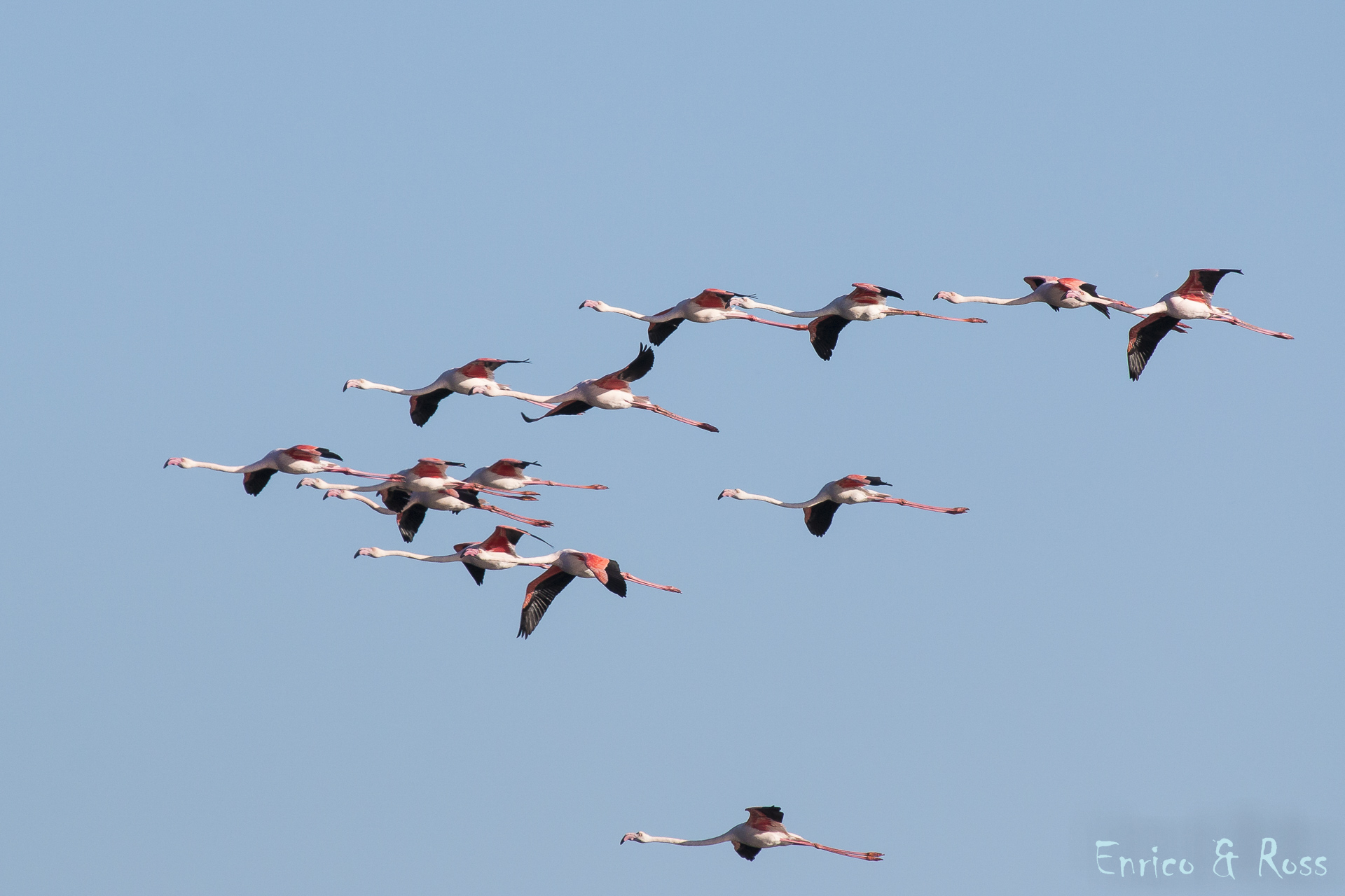 flamingos...
