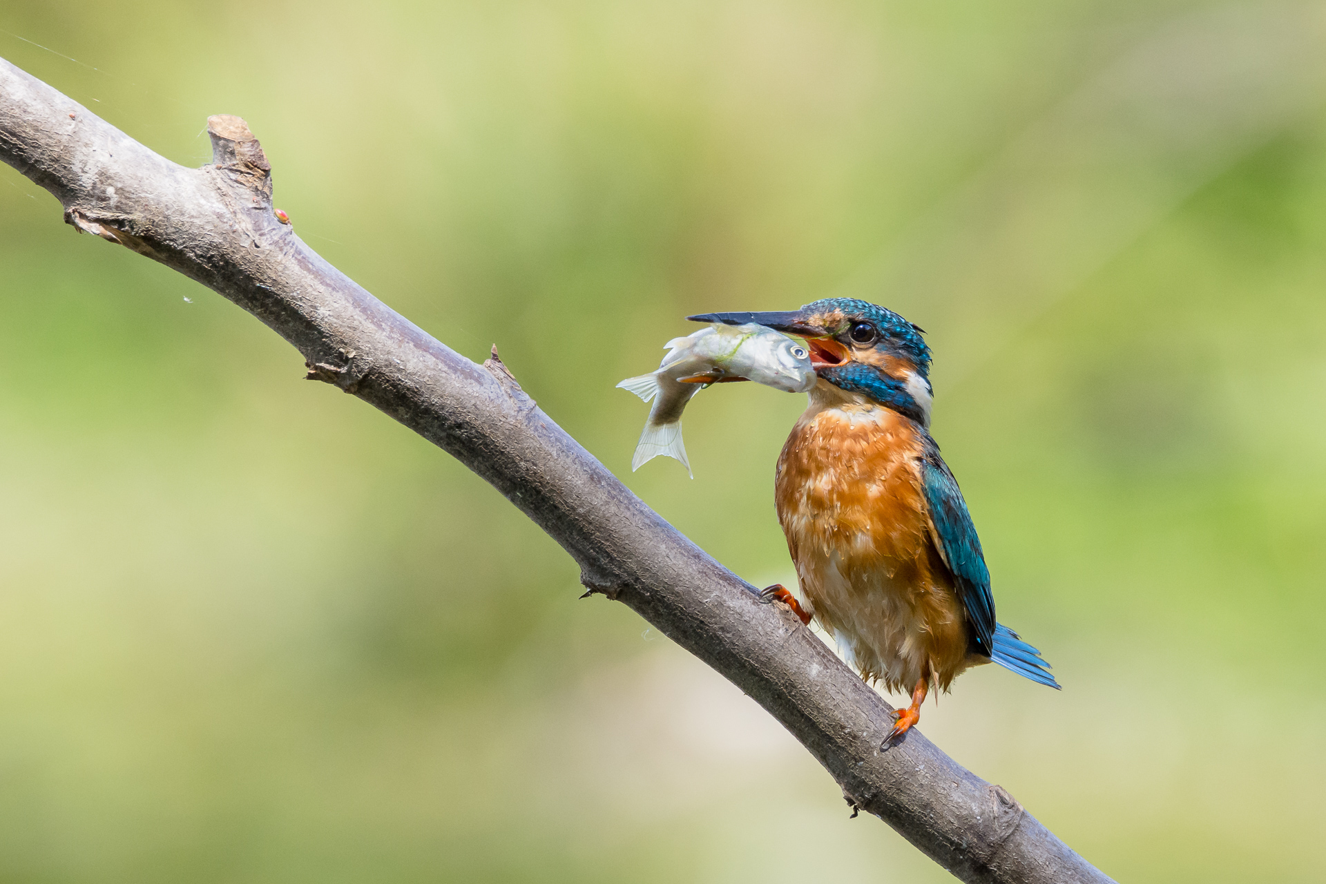 Kingfisher with prey...