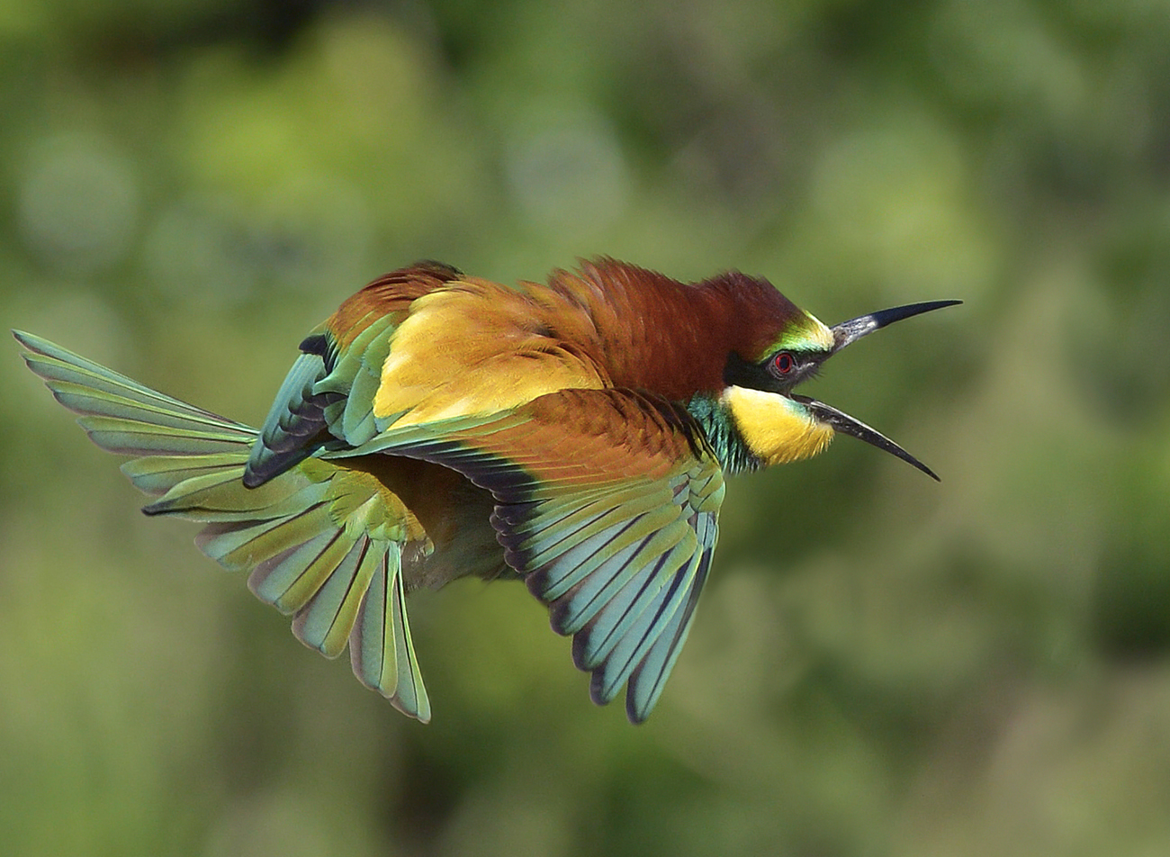 Bee-eater about to peck....
