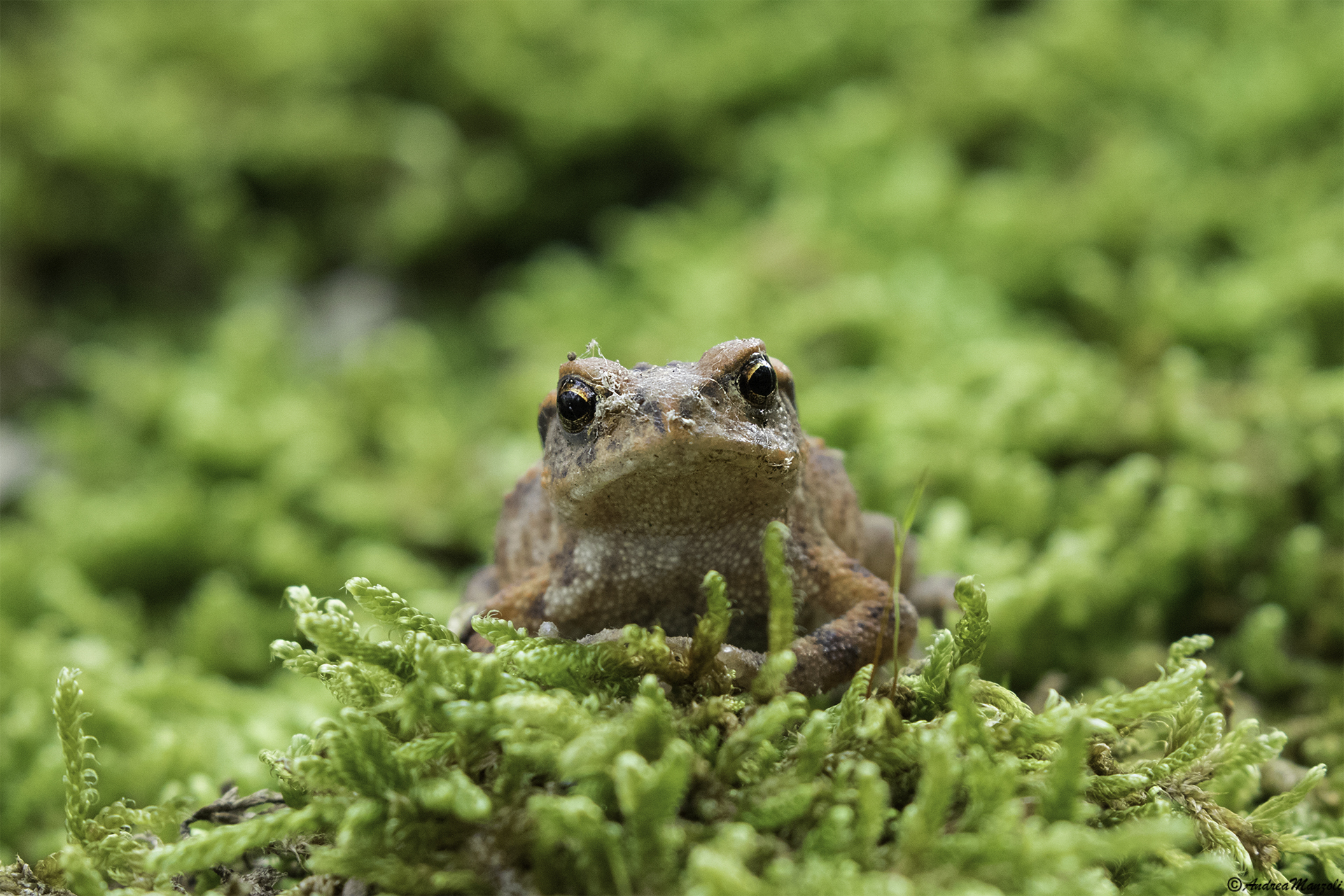 Common toad...