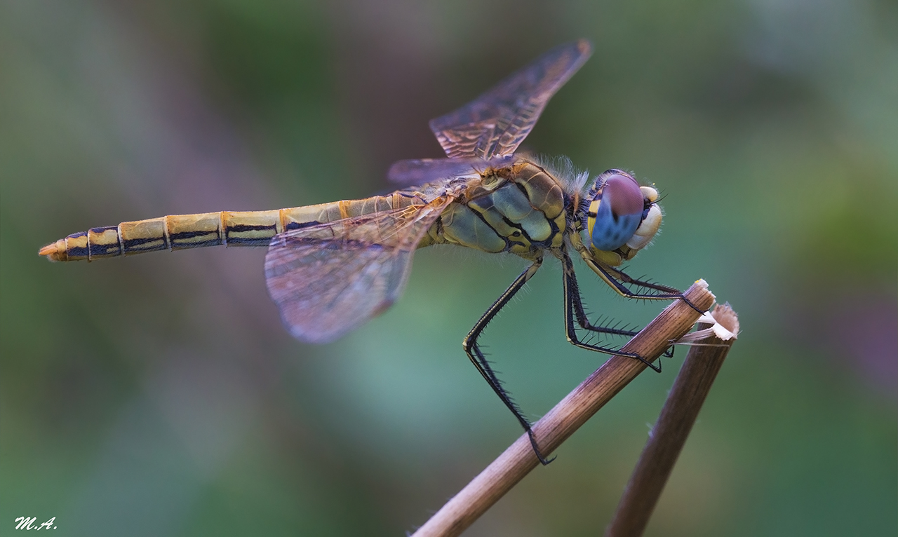 Libellula - Sympetrum fonscolombii femmina (Sélys 1840)...