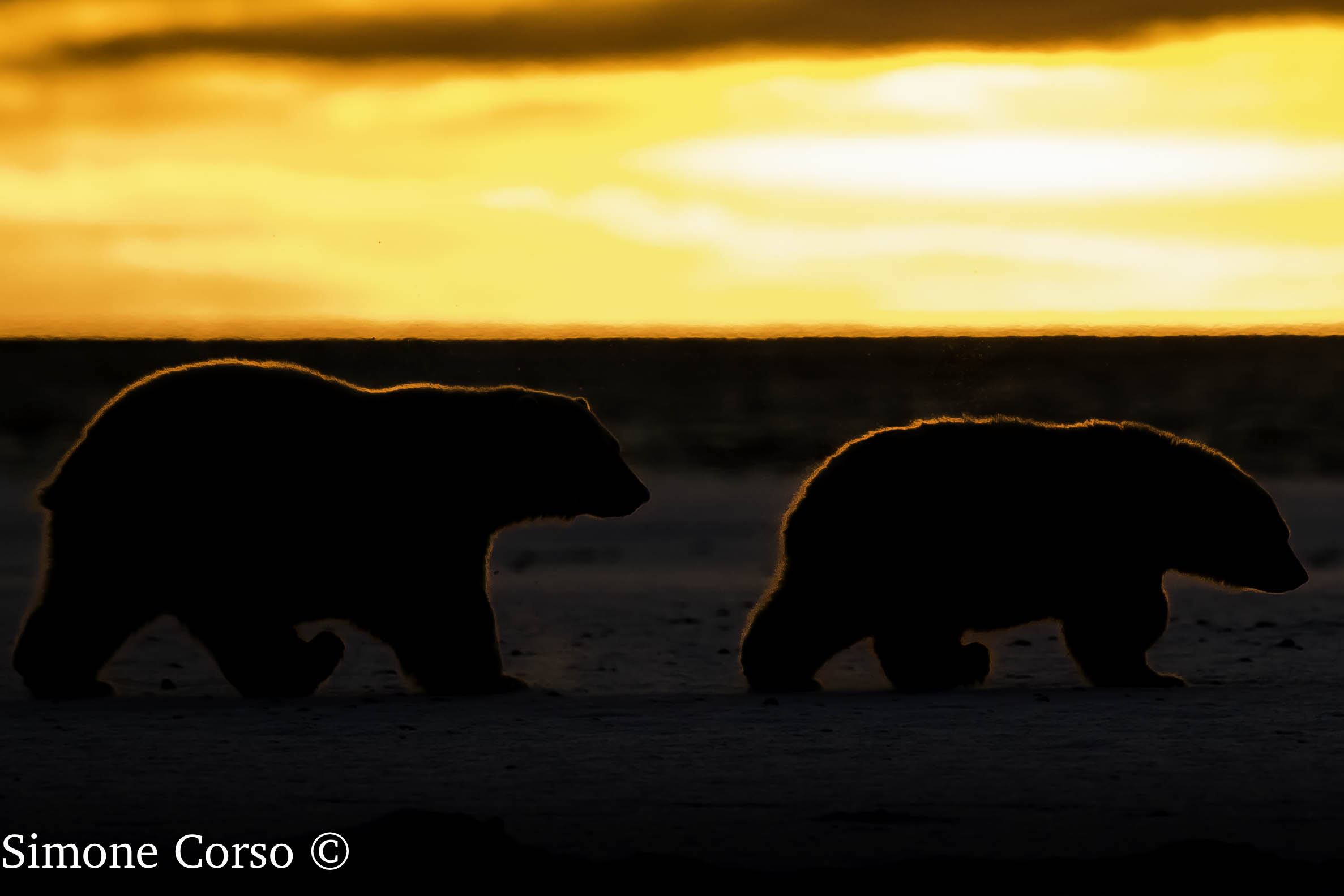 Polar bear - the dawn backlit...