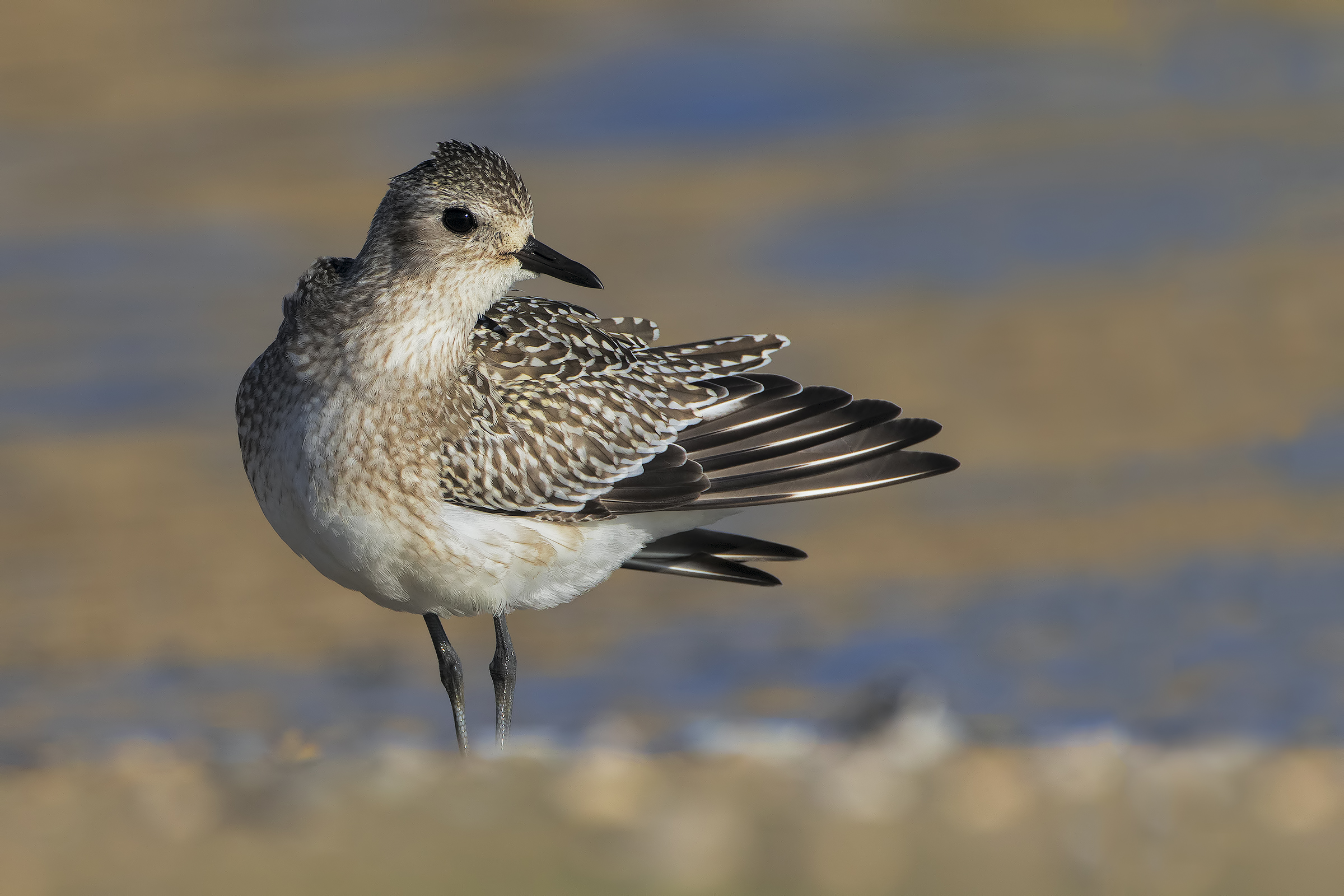 Grey Plover young...