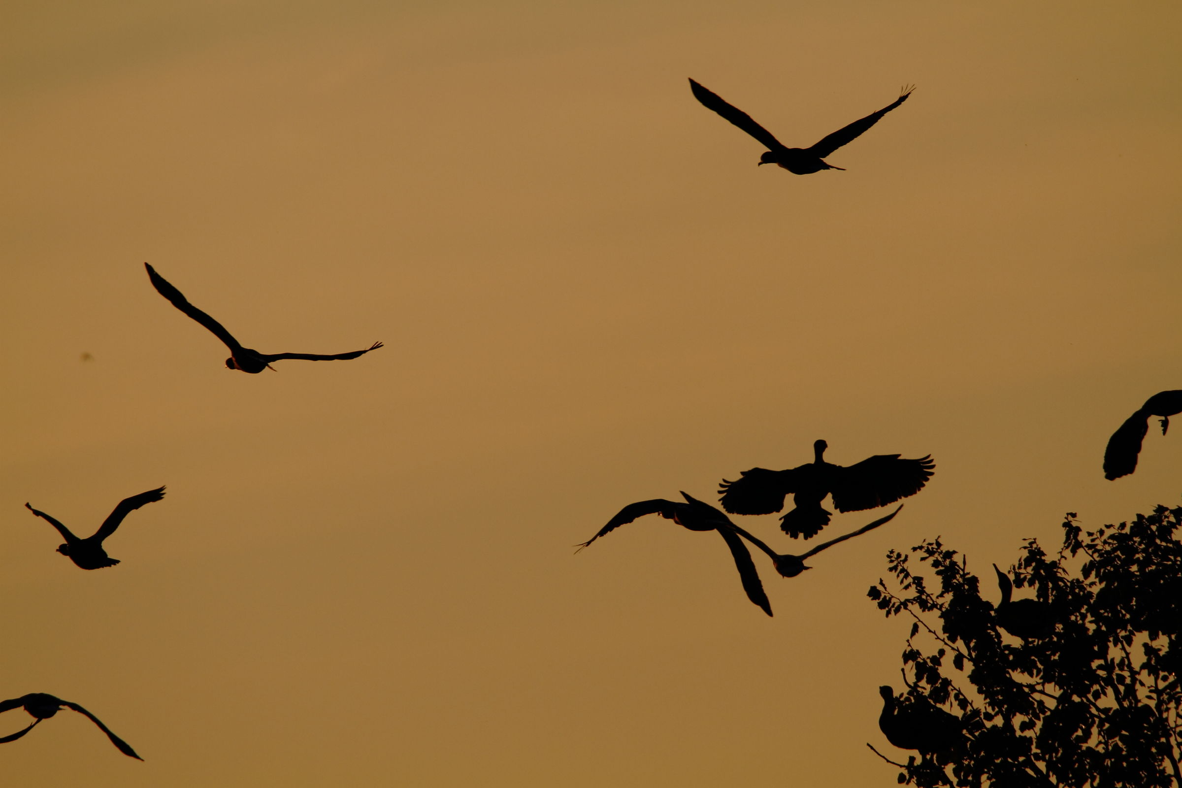 Silhouette di anatre e cormorani al tramonto...