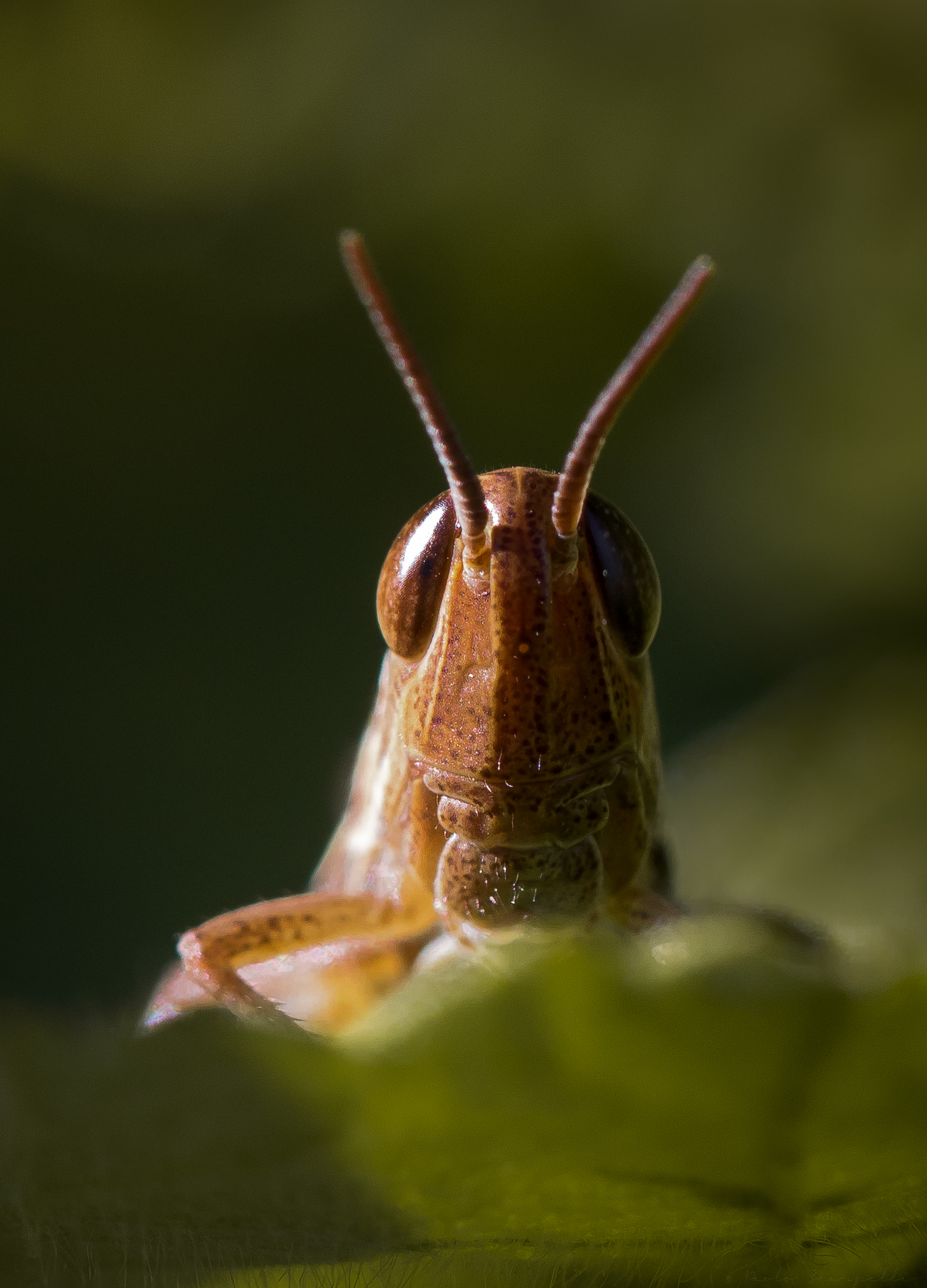 grasshopper close up portrait...