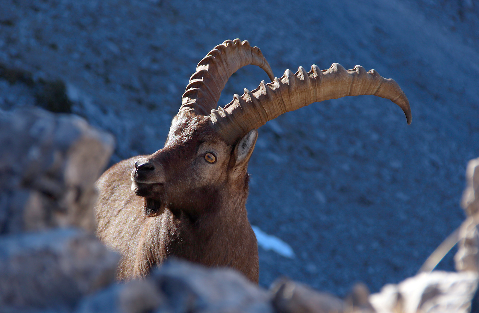 Ibex in the mountains...