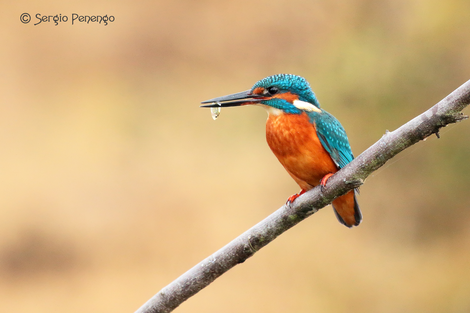 "Kingfisher with prey"...