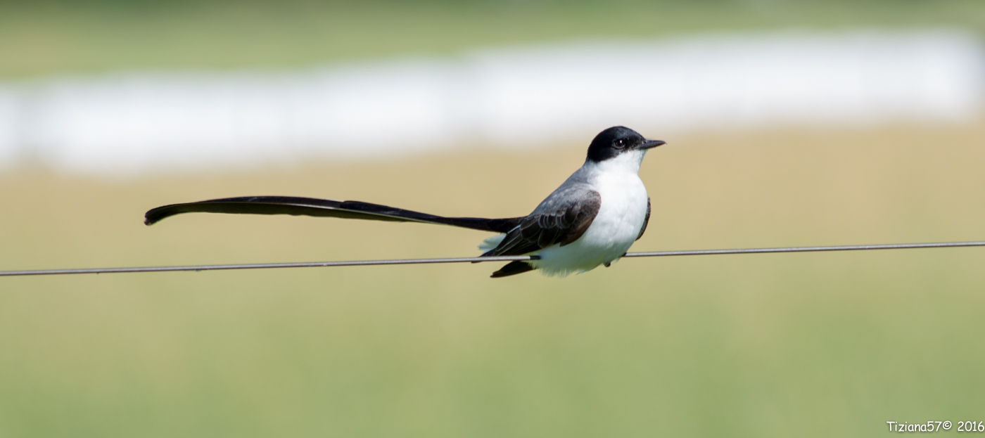 Southern tyrant codaforcuta...