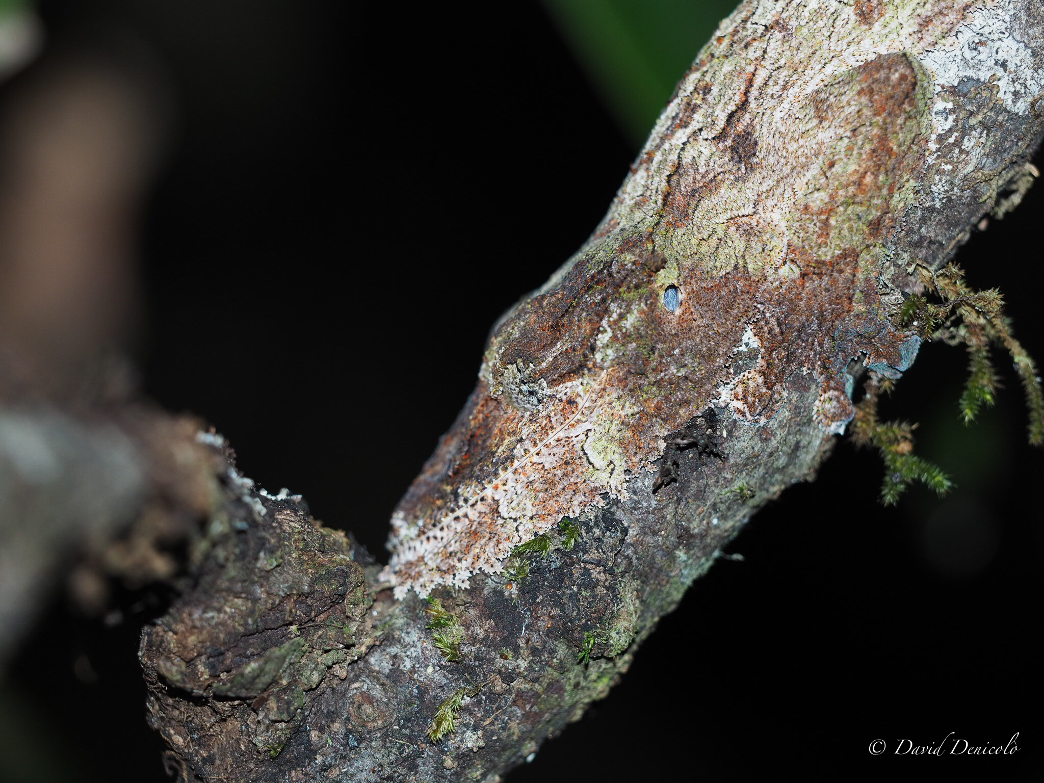 Leaf gecko, Madagascar...