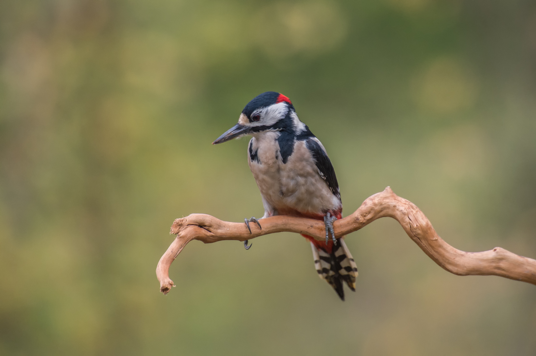 woodpecker male .....