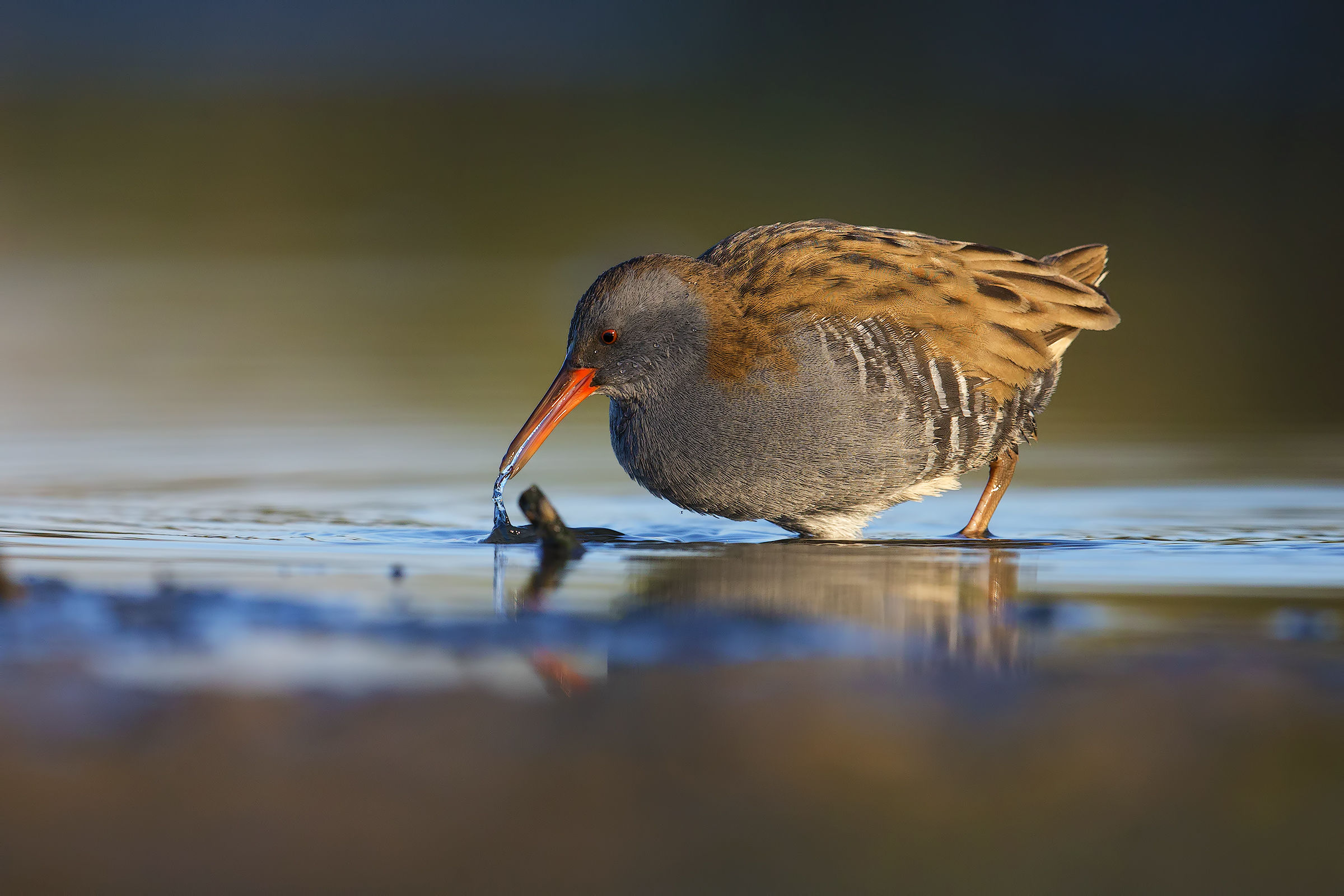 Water Rail...