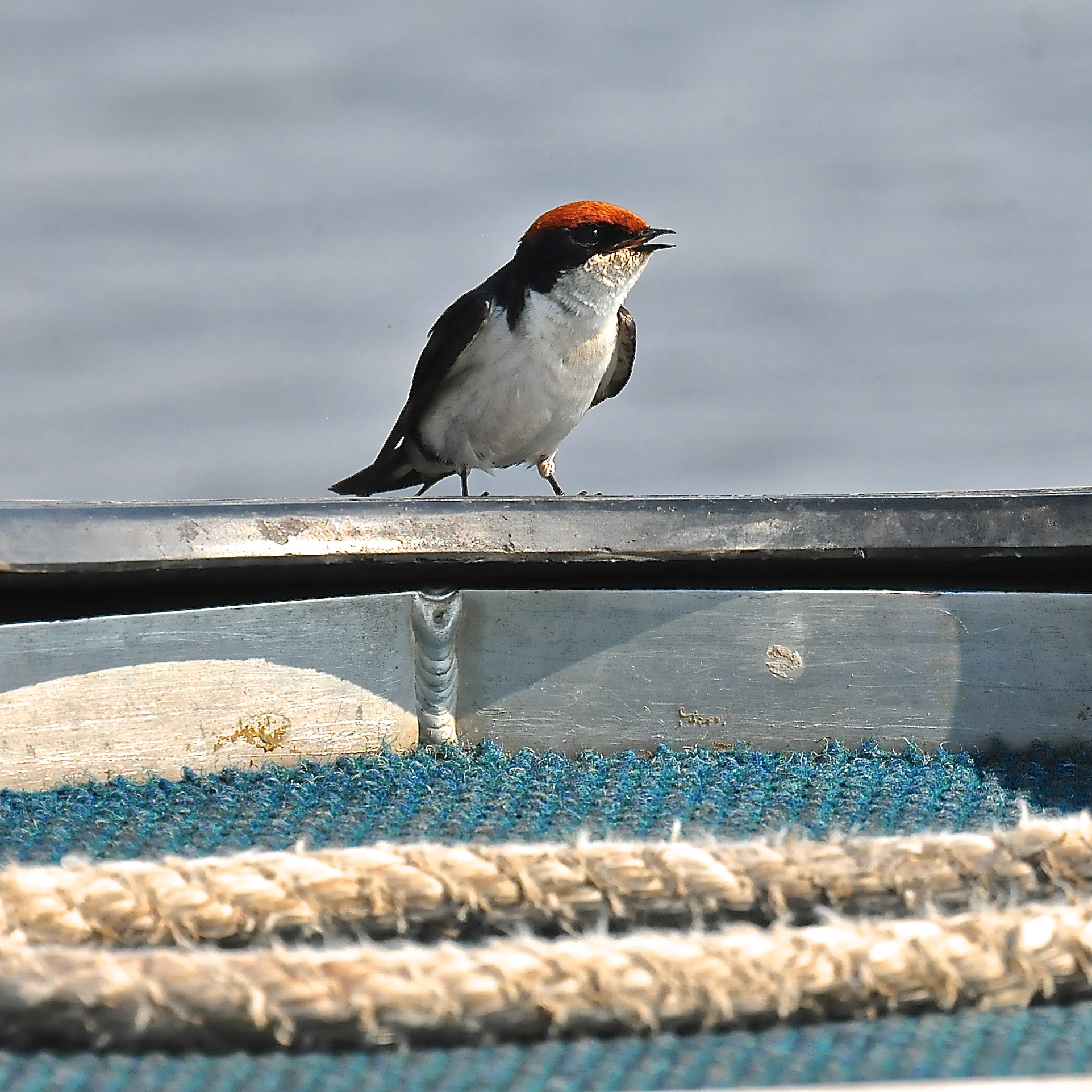 Wire-tailed Swallow (Hirundo smithii)...