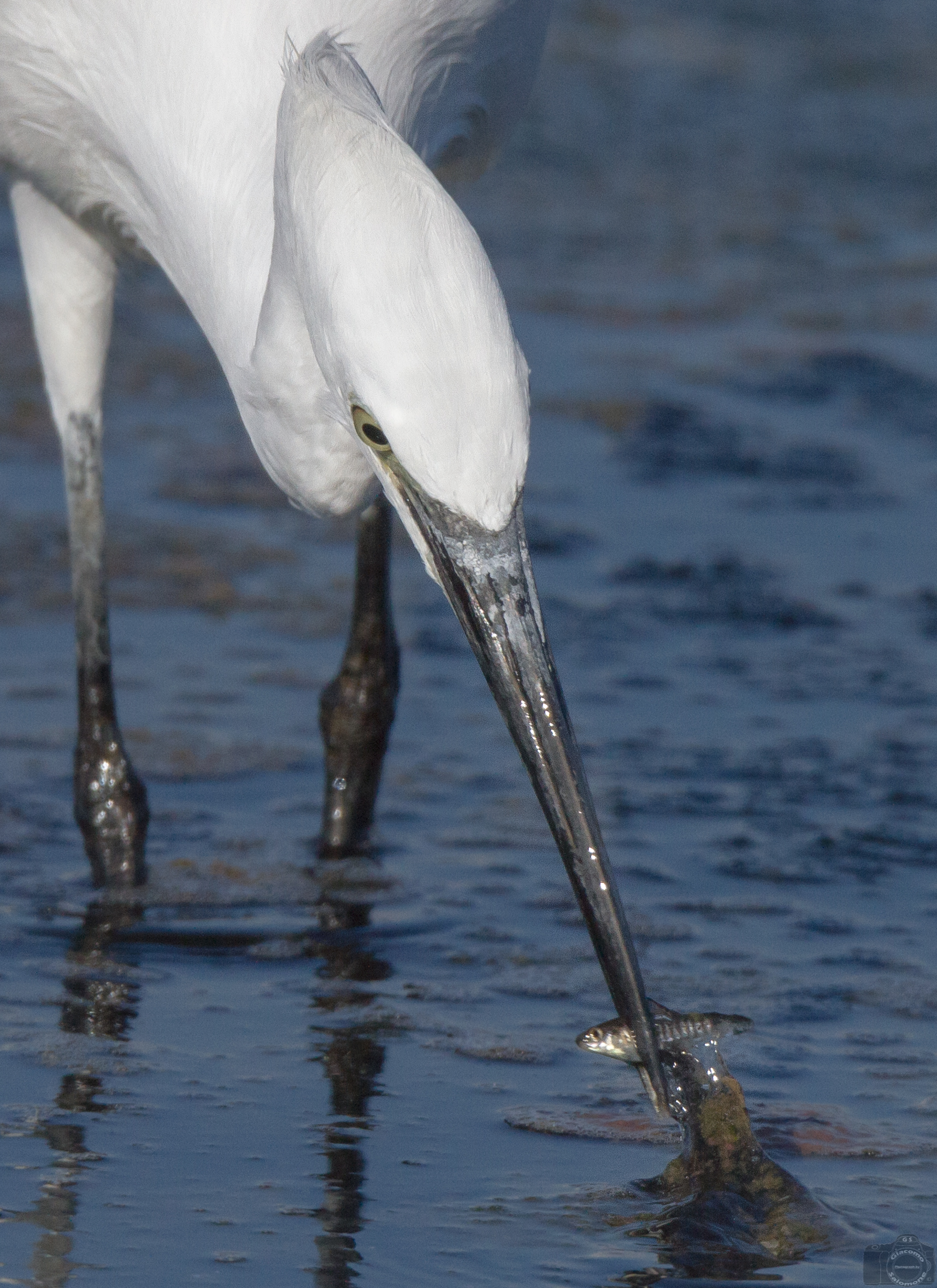 Seize the day .. Egret fishing....