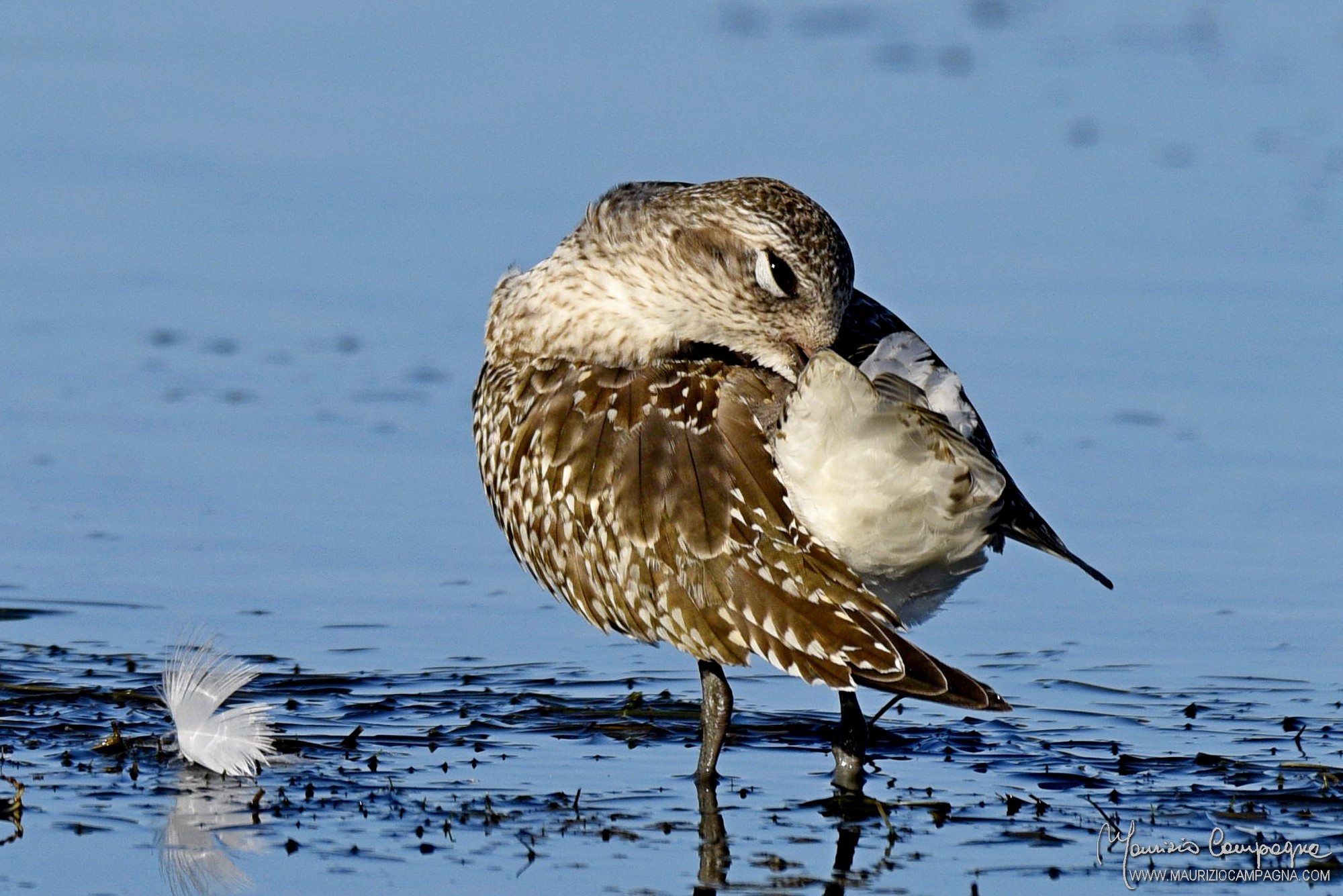 Grey Plover...
