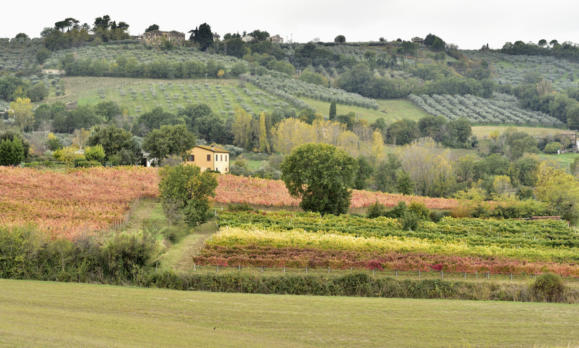 Autumn colors in Umbria (Bevagna)...