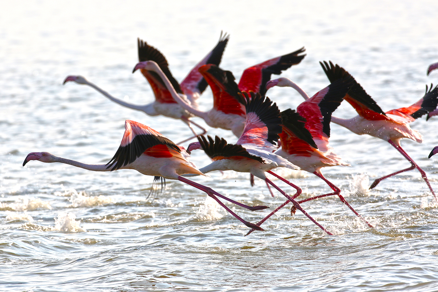 flamingos departing...