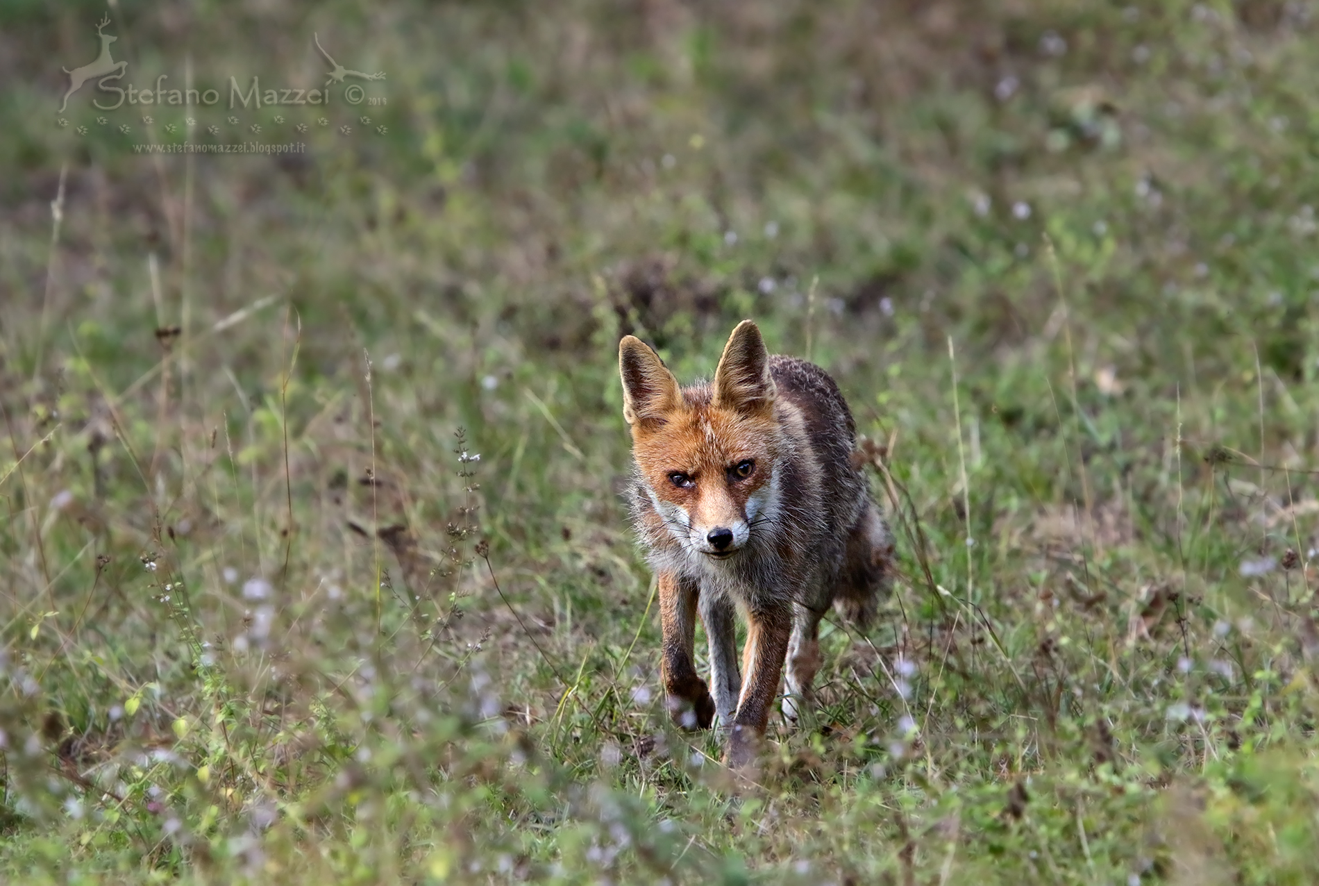 Fox hunting...
