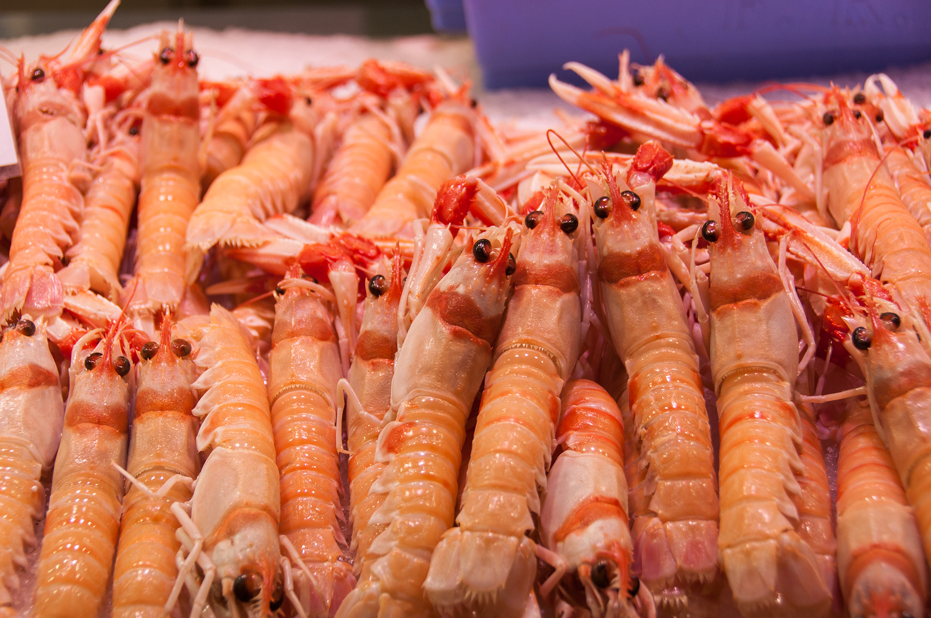 Shrimp Market...