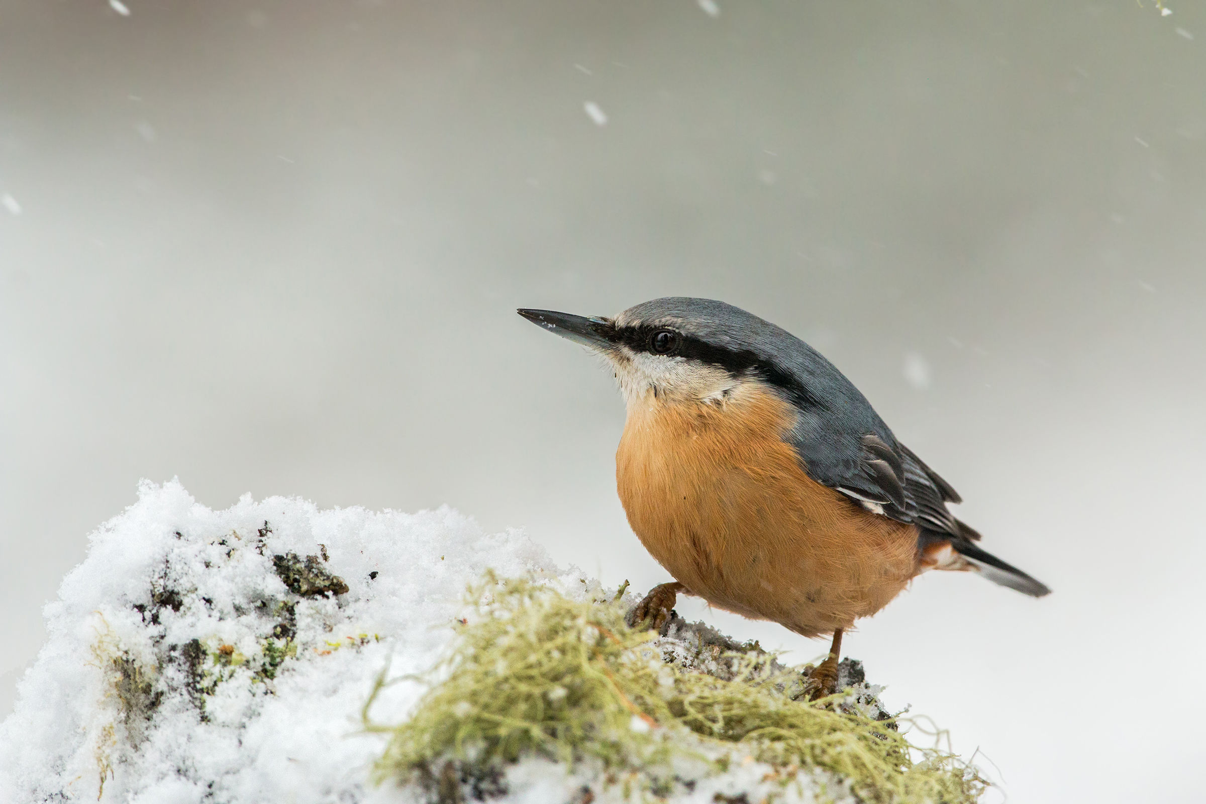 nuthatches and snow...