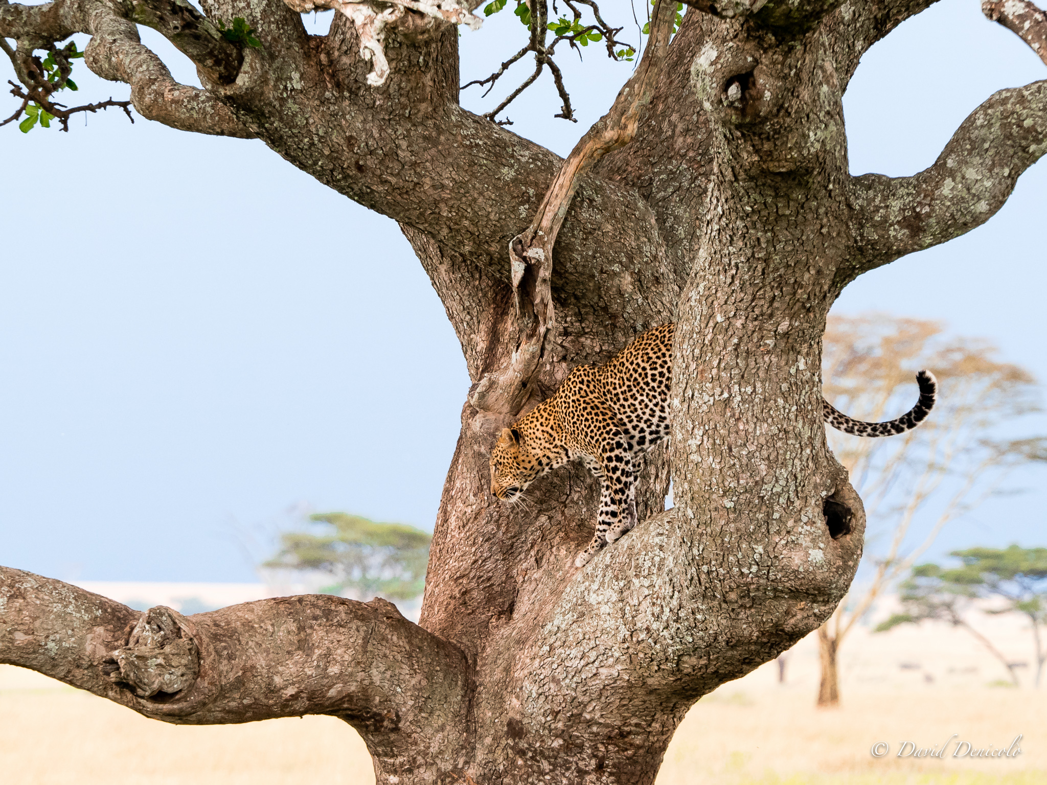 Leopardo sull'albero...