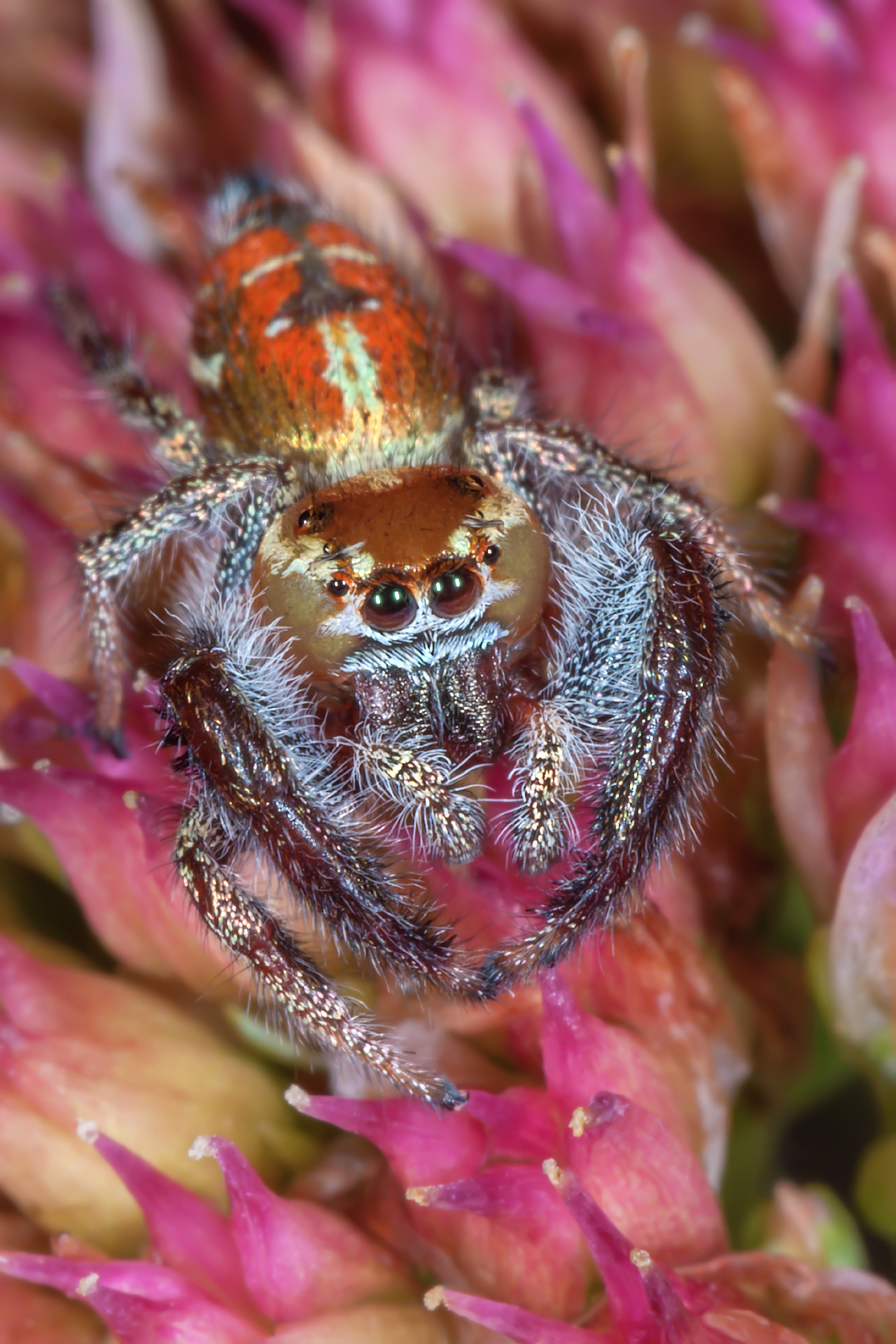 Imperial Jumping Spider...